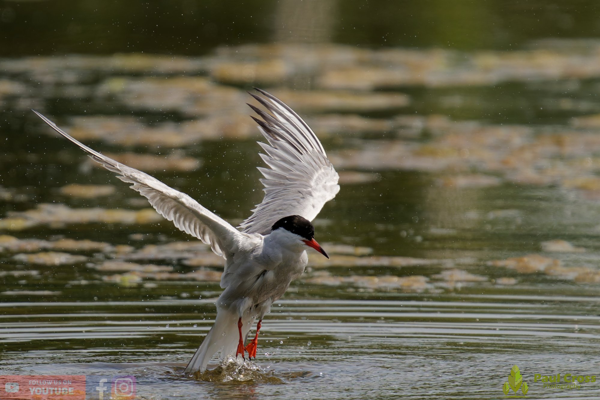 Common Tern-02008.jpg