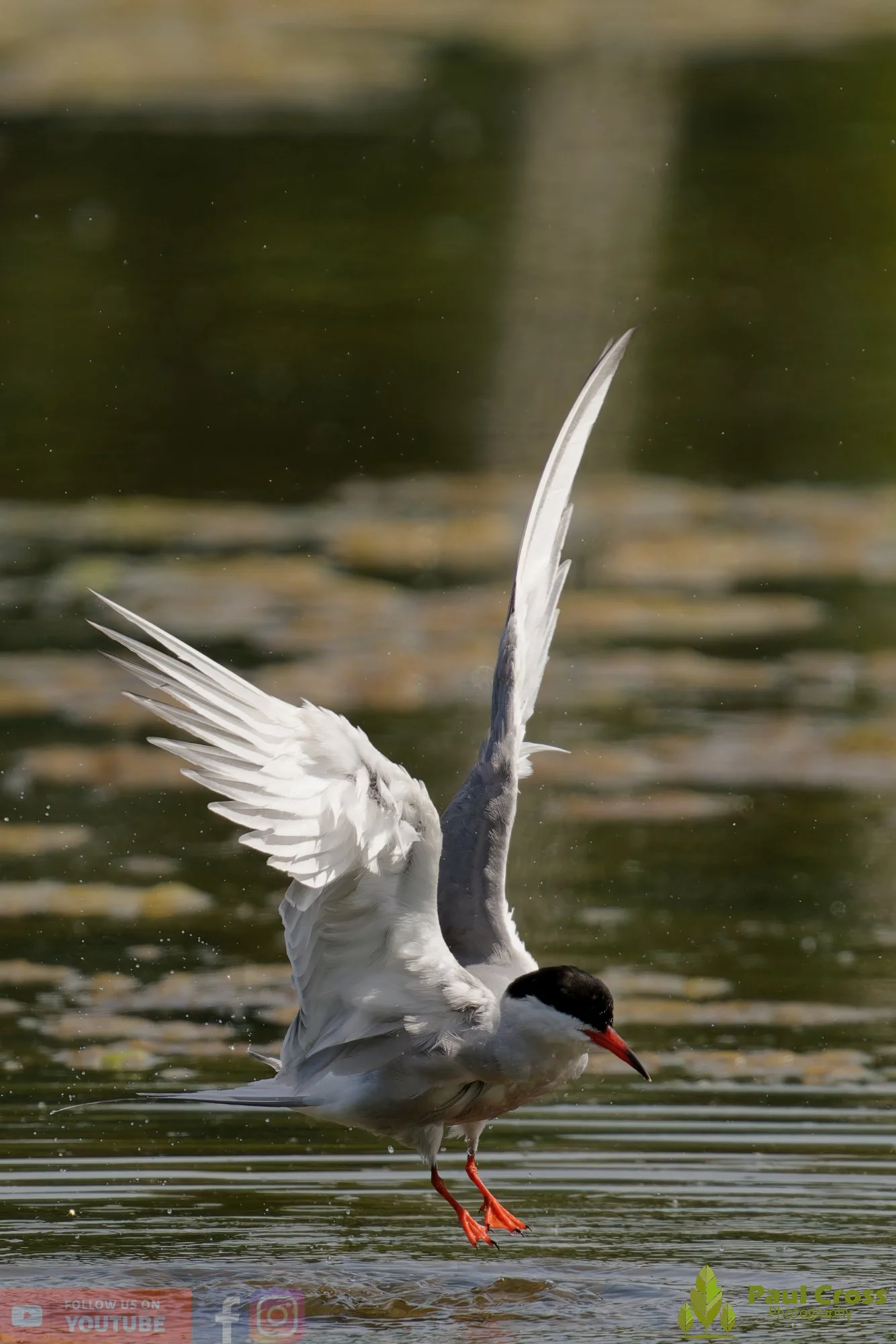 Common Tern-02009.jpg