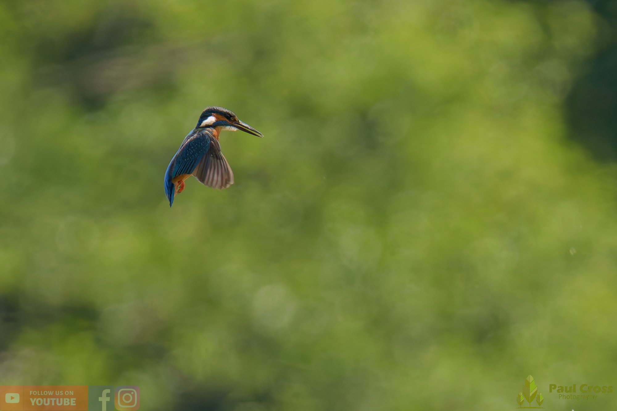 Kingfisher-00735.jpg