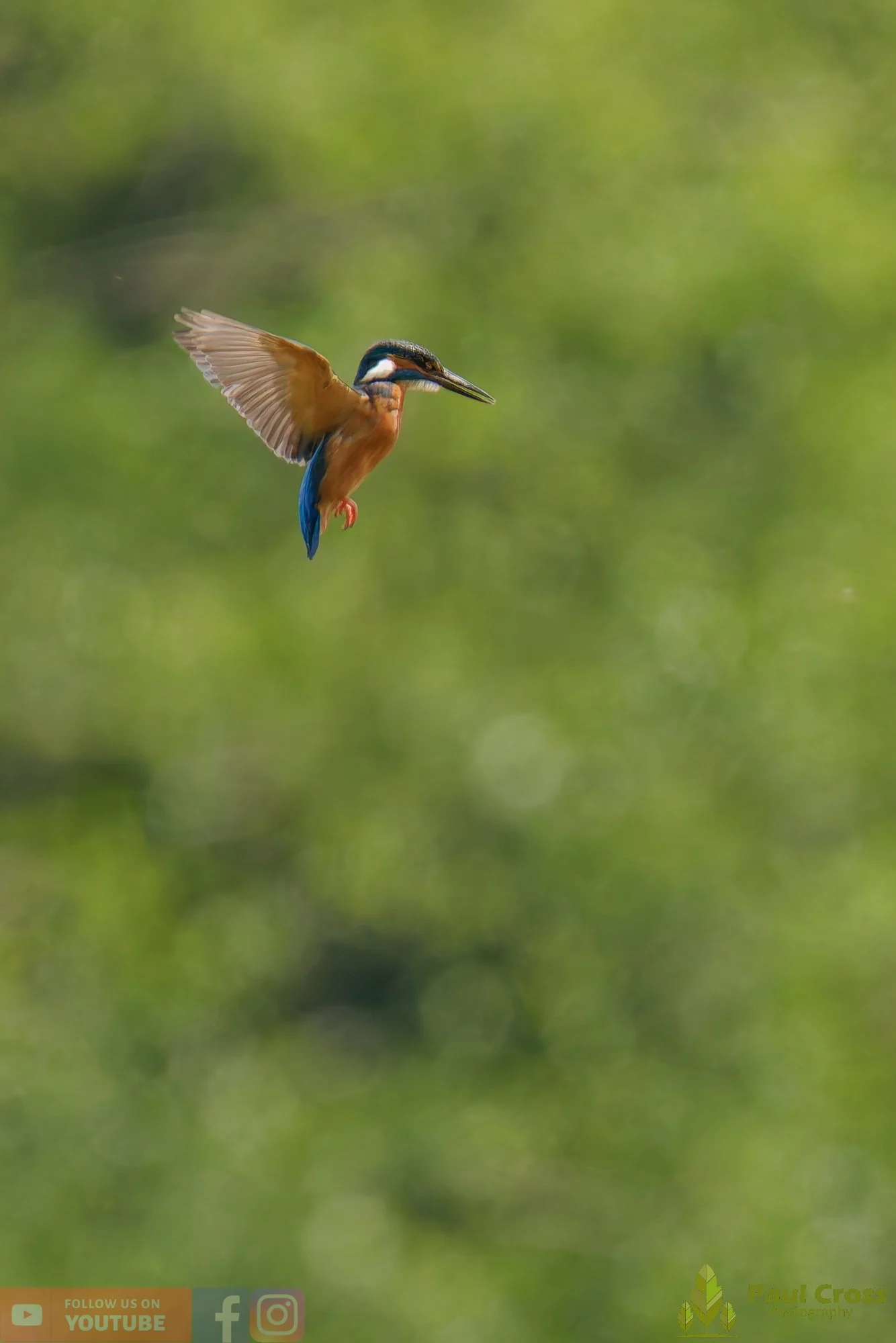 Kingfisher-00736.jpg