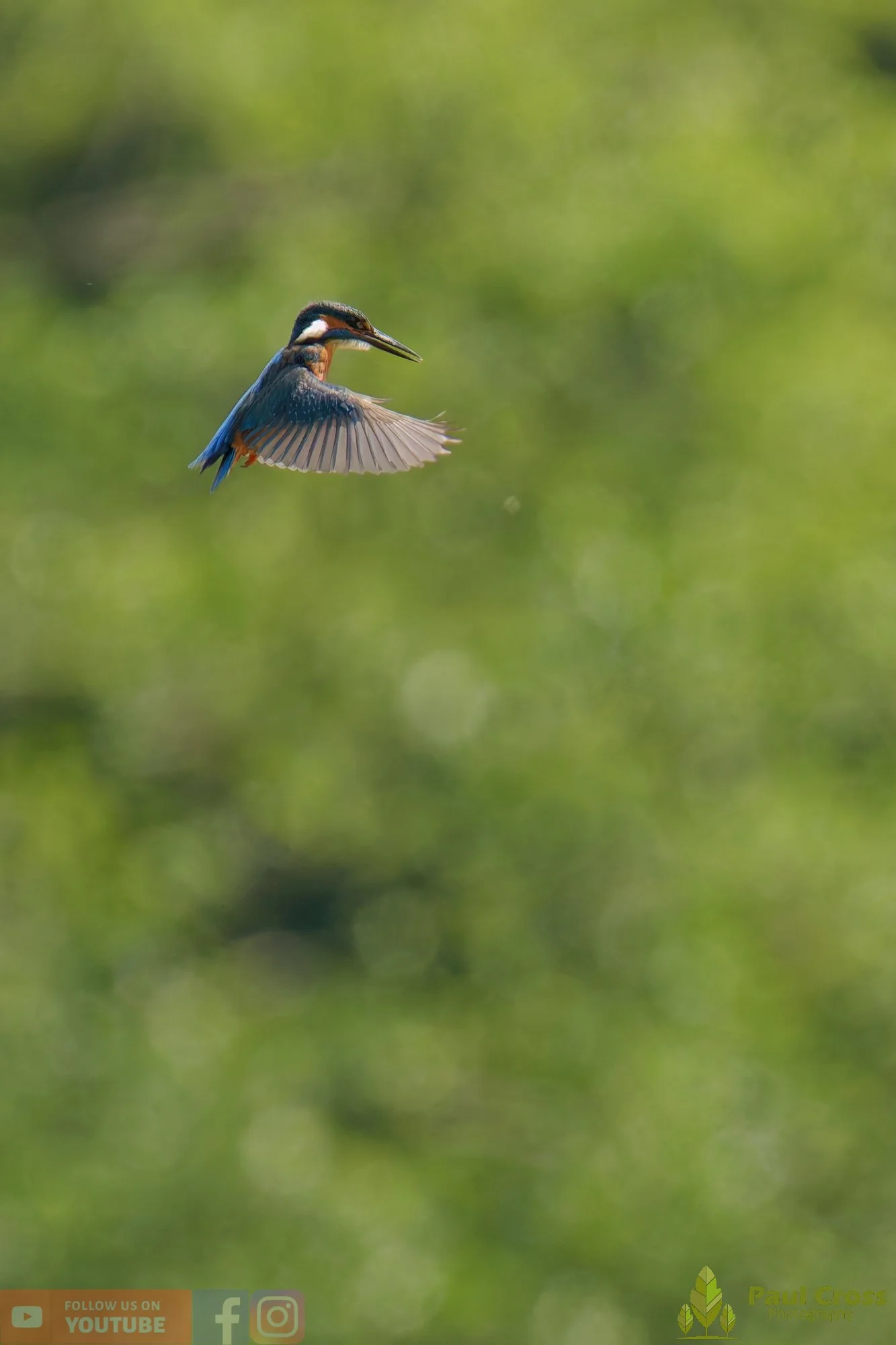 Kingfisher-00737.jpg