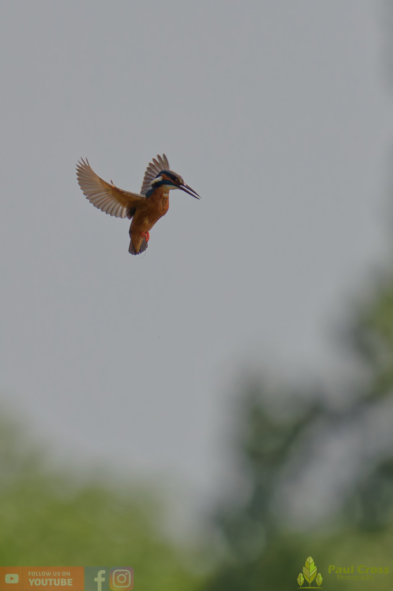Kingfisher-00738.jpg