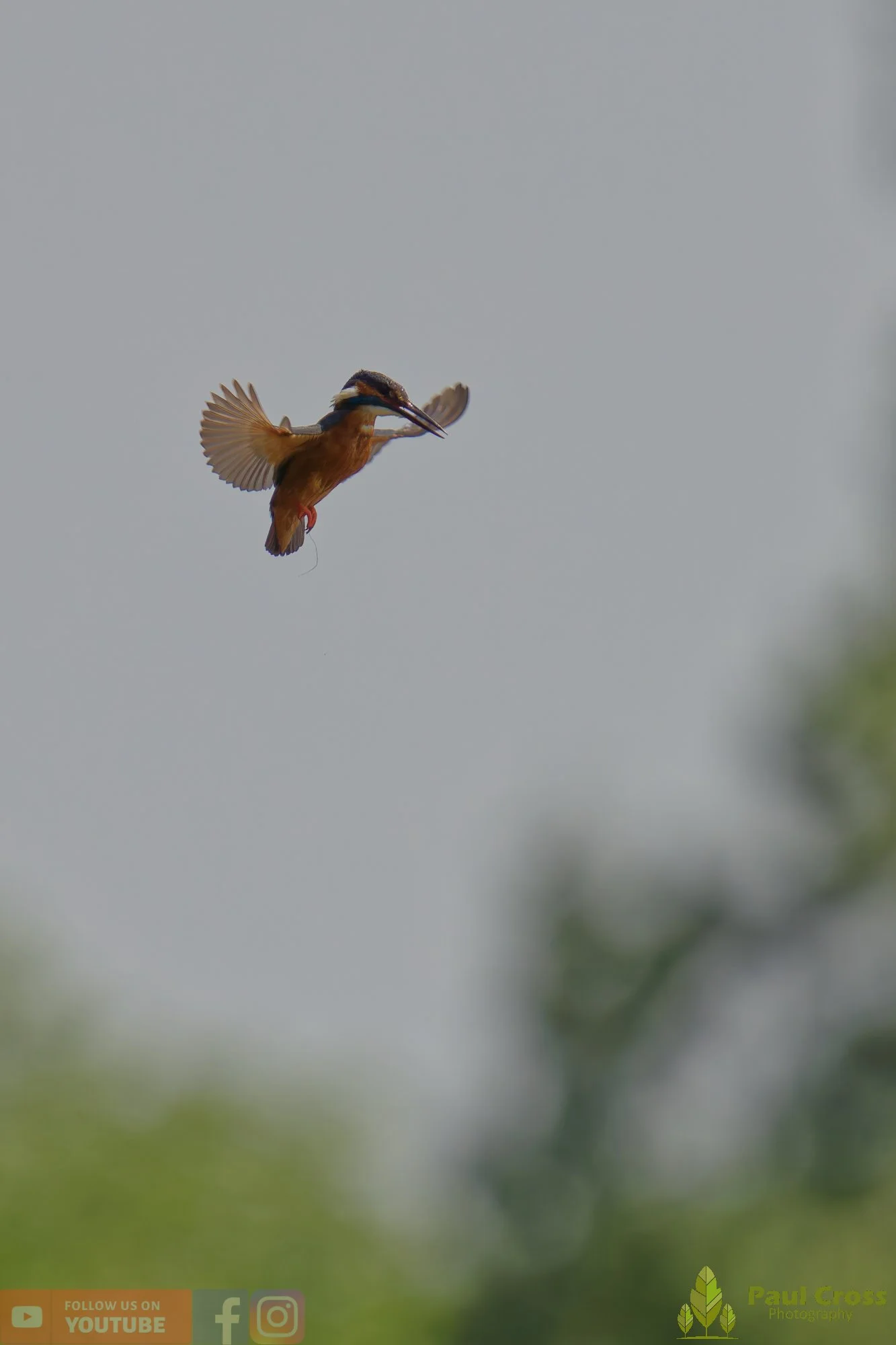 Kingfisher-00741.jpg