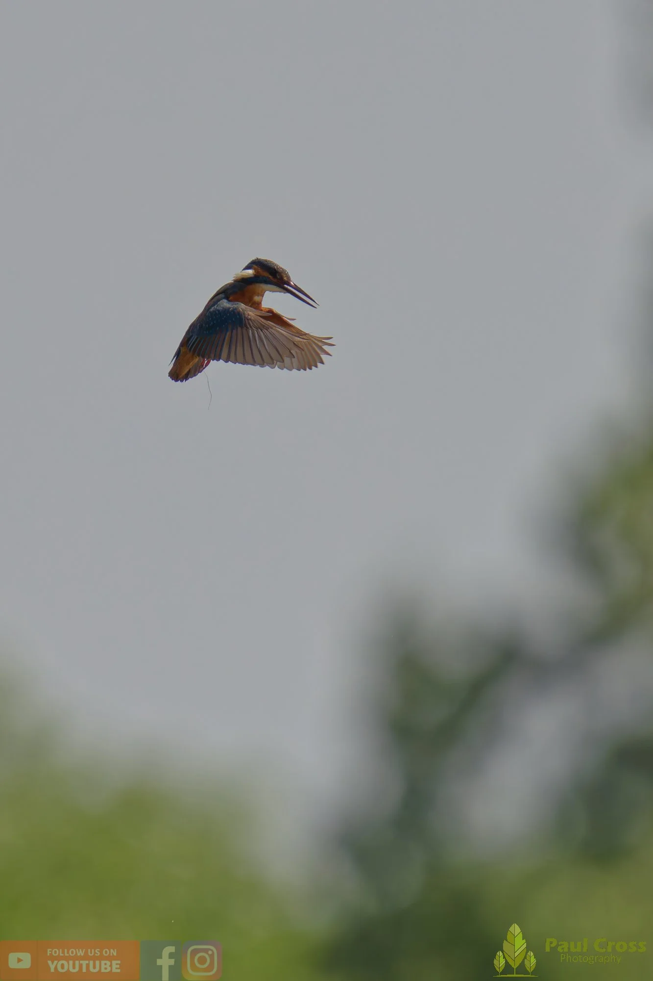 Kingfisher-00742.jpg