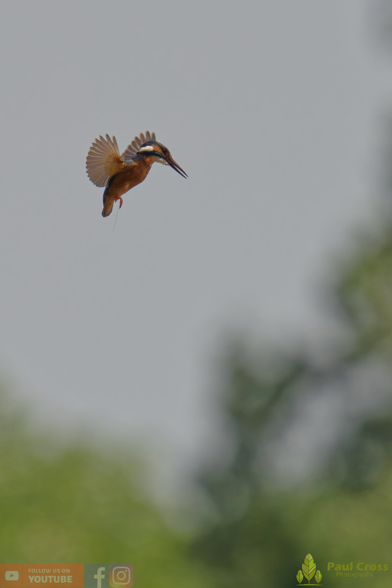 Kingfisher-00745.jpg