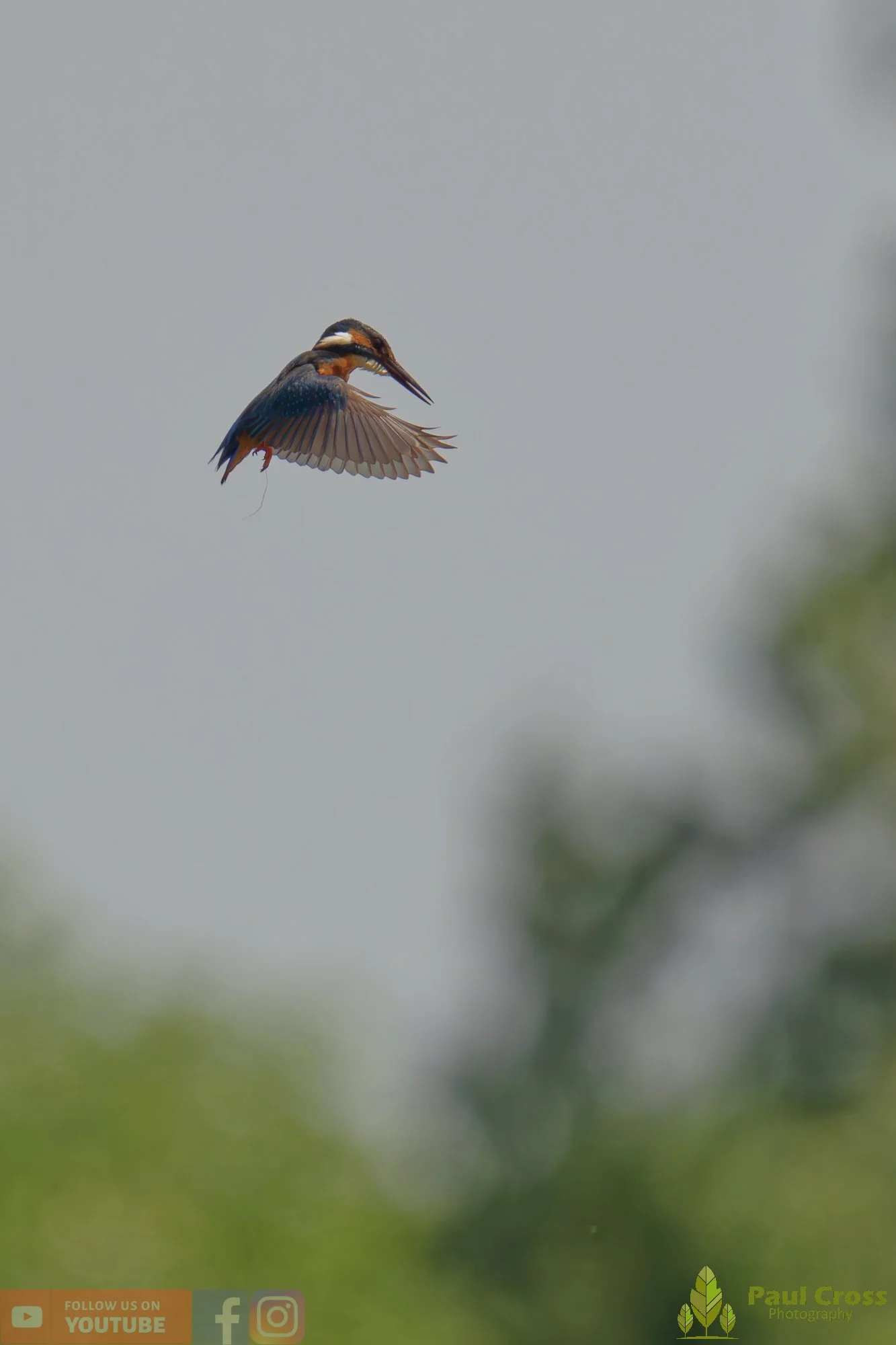 Kingfisher-00746.jpg