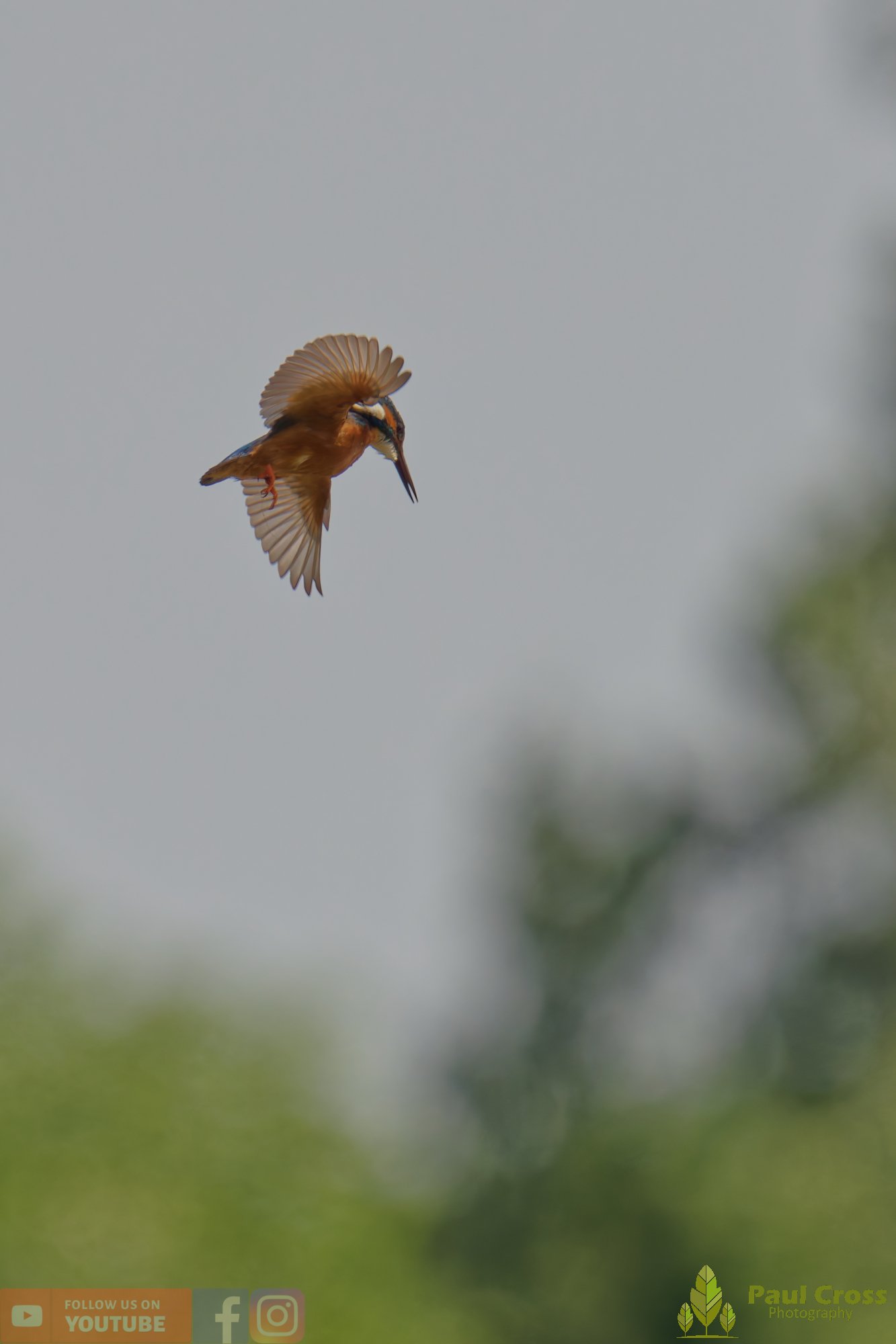 Kingfisher-00747.jpg