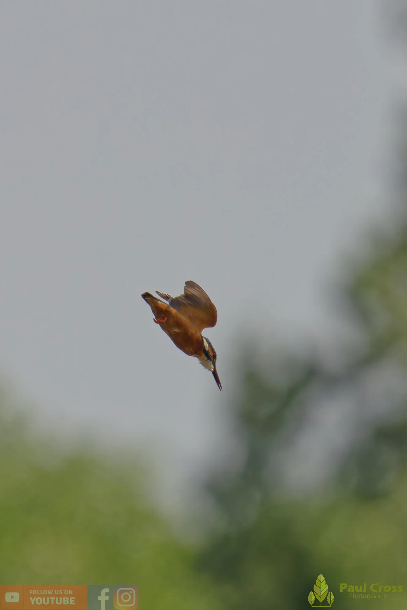 Kingfisher-00748.jpg
