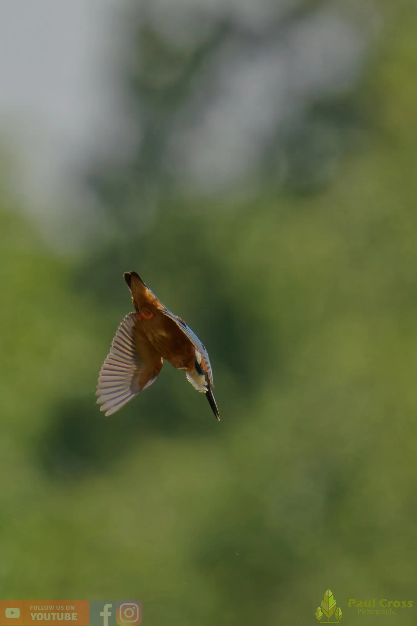 Kingfisher-00749.jpg