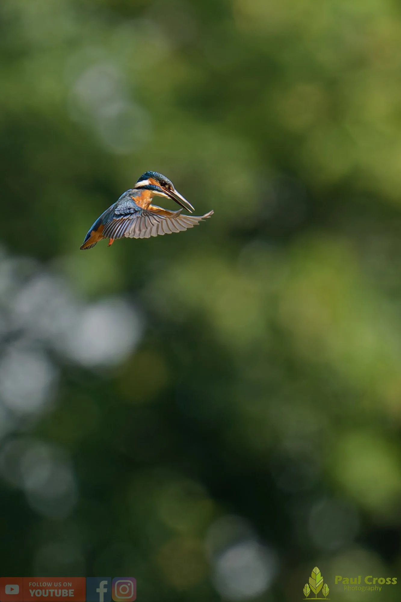 Kingfisher-00764.jpg