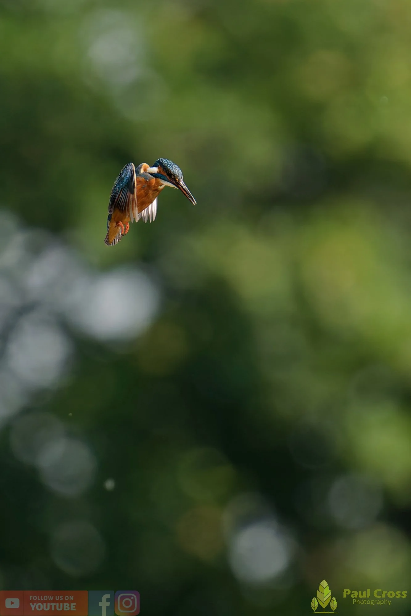 Kingfisher-00765.jpg