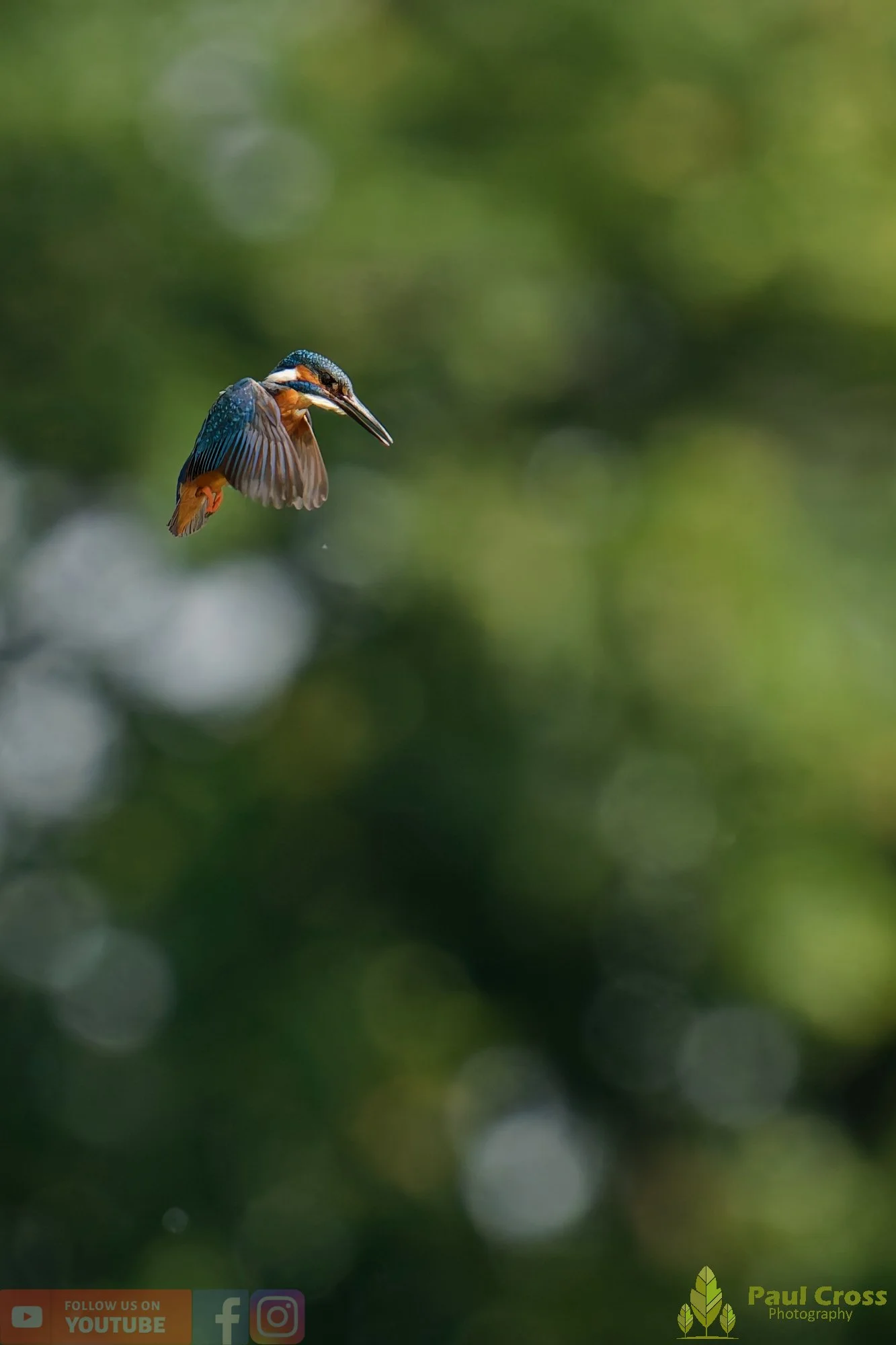 Kingfisher-00766.jpg