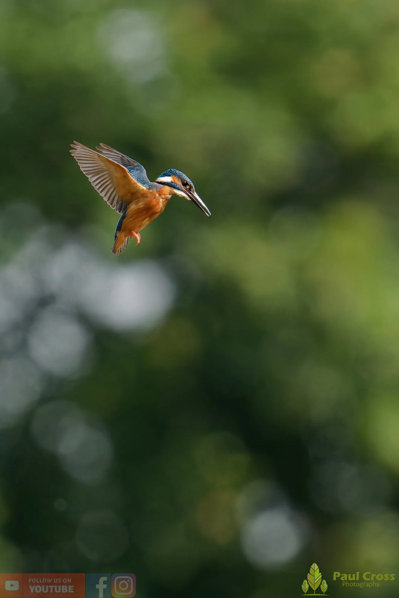 Kingfisher-00768.jpg
