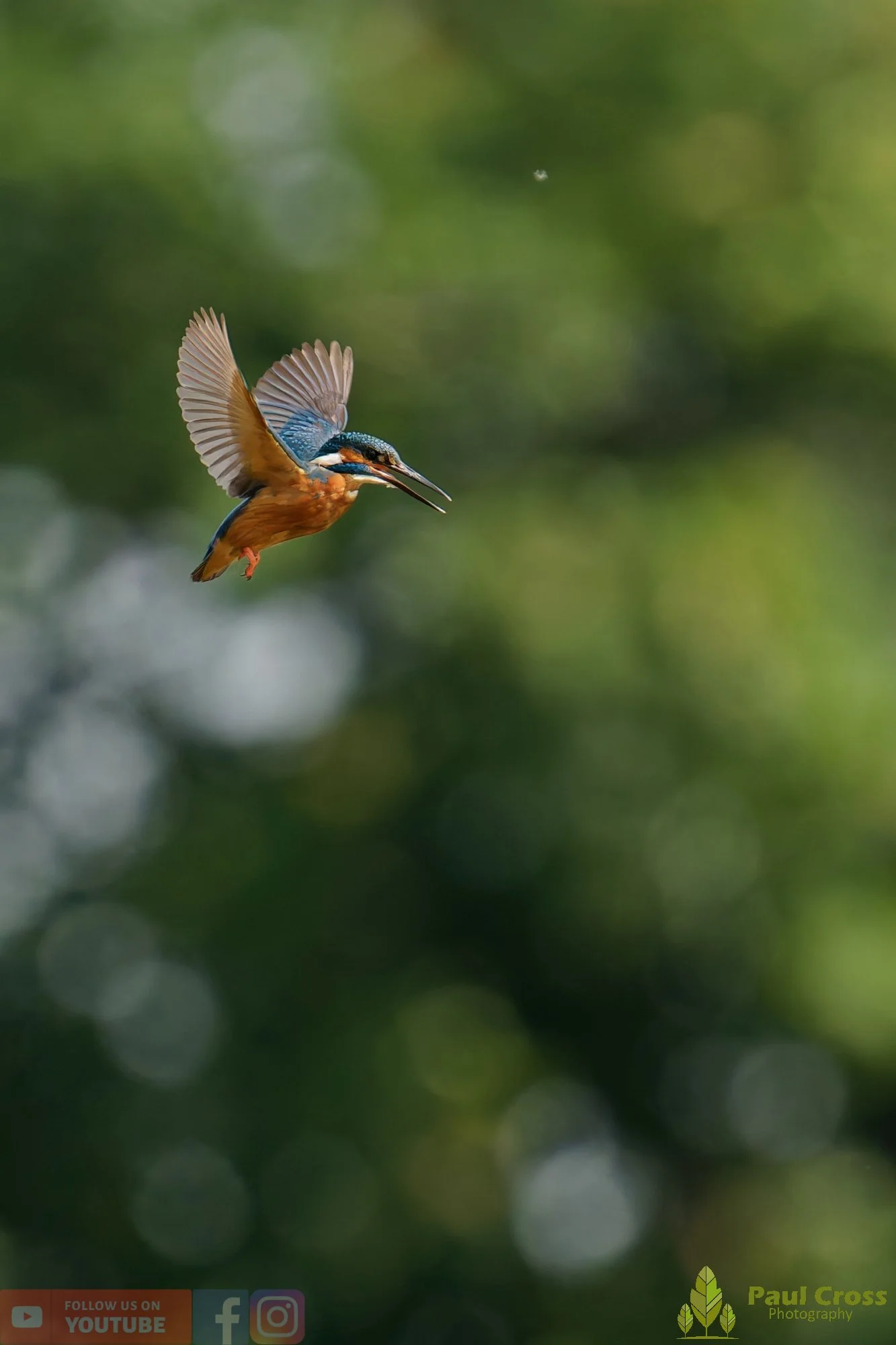 Kingfisher-00770.jpg