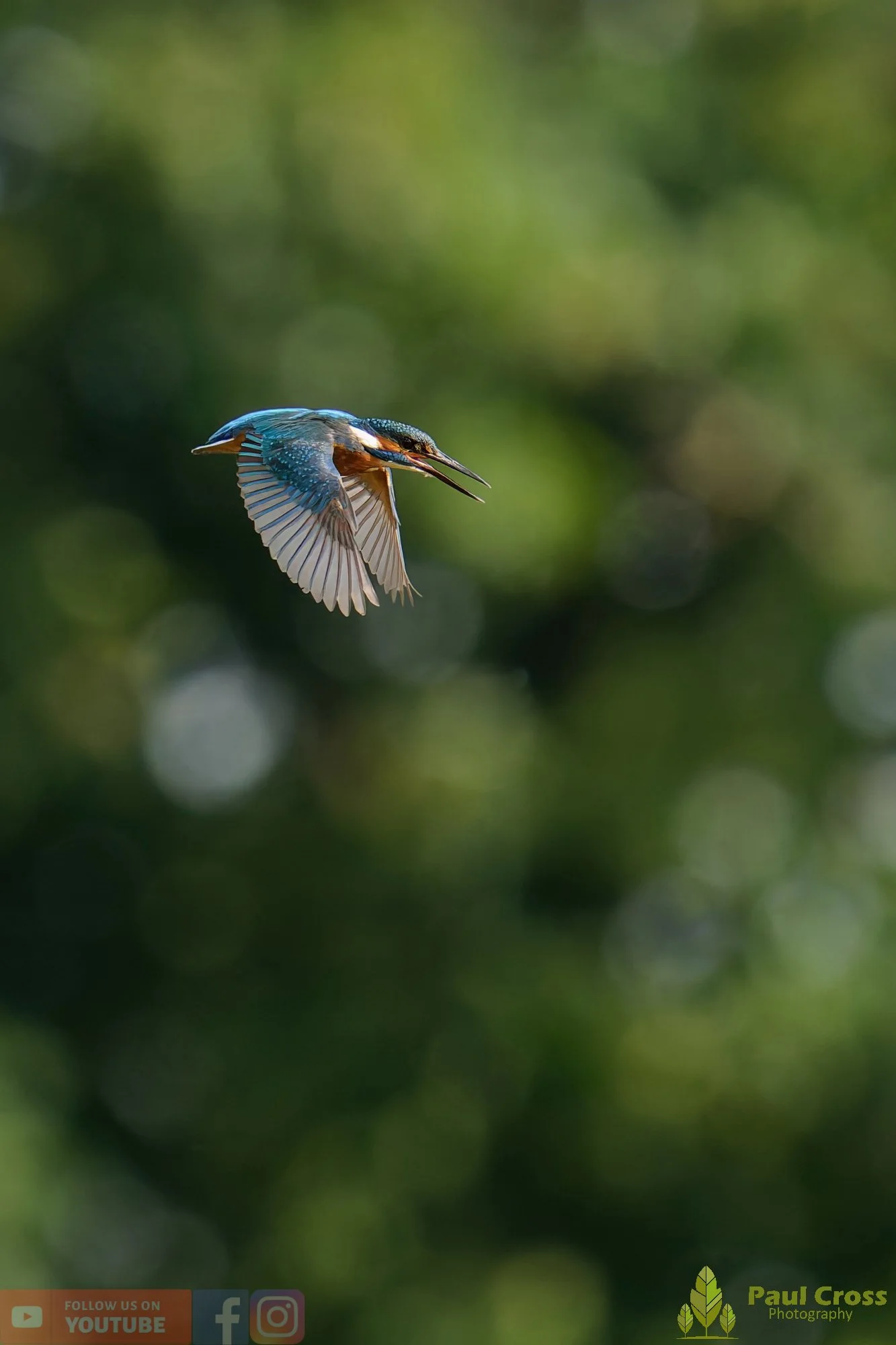 Kingfisher-00771.jpg