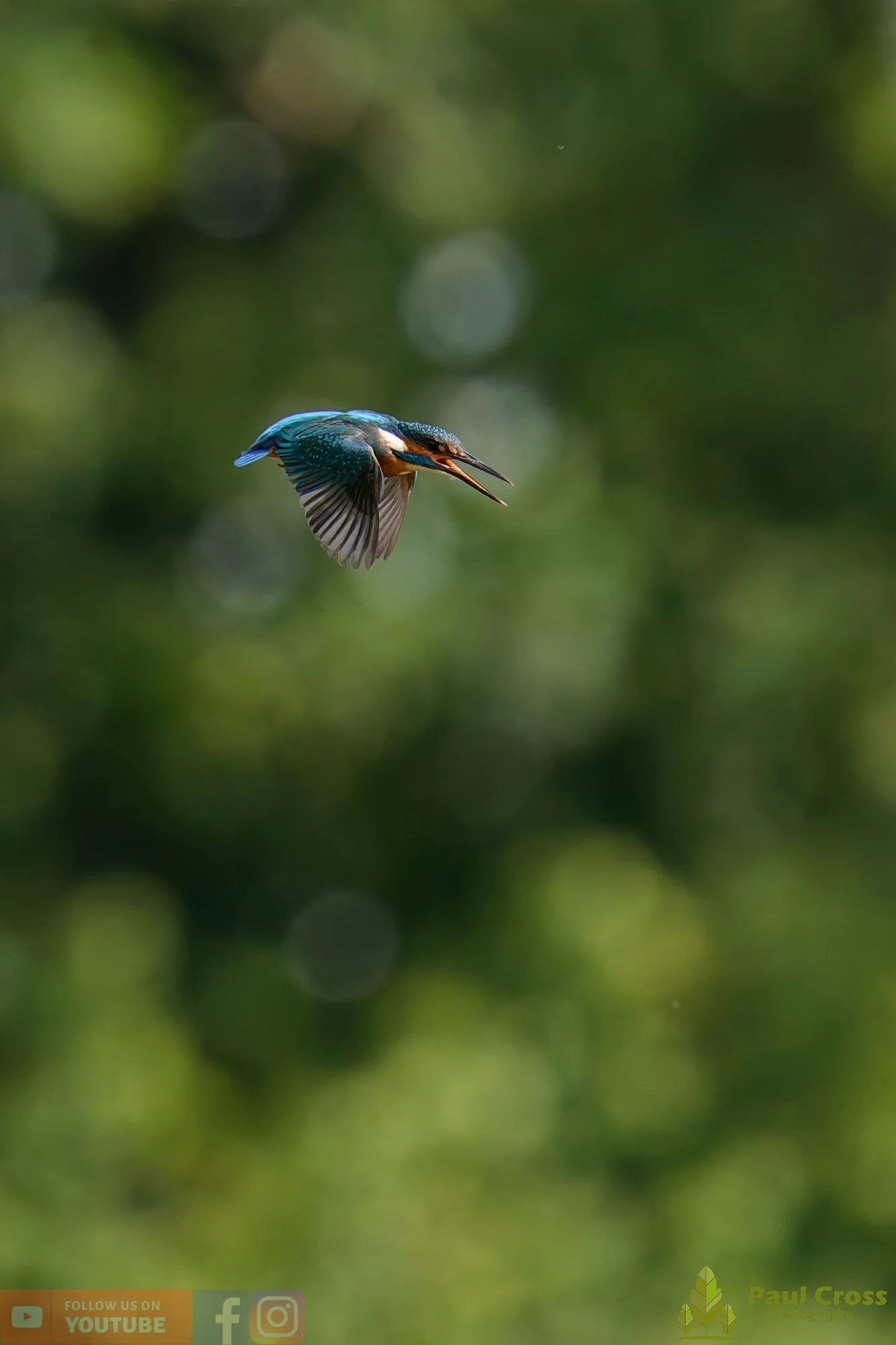 Kingfisher-00772.jpg