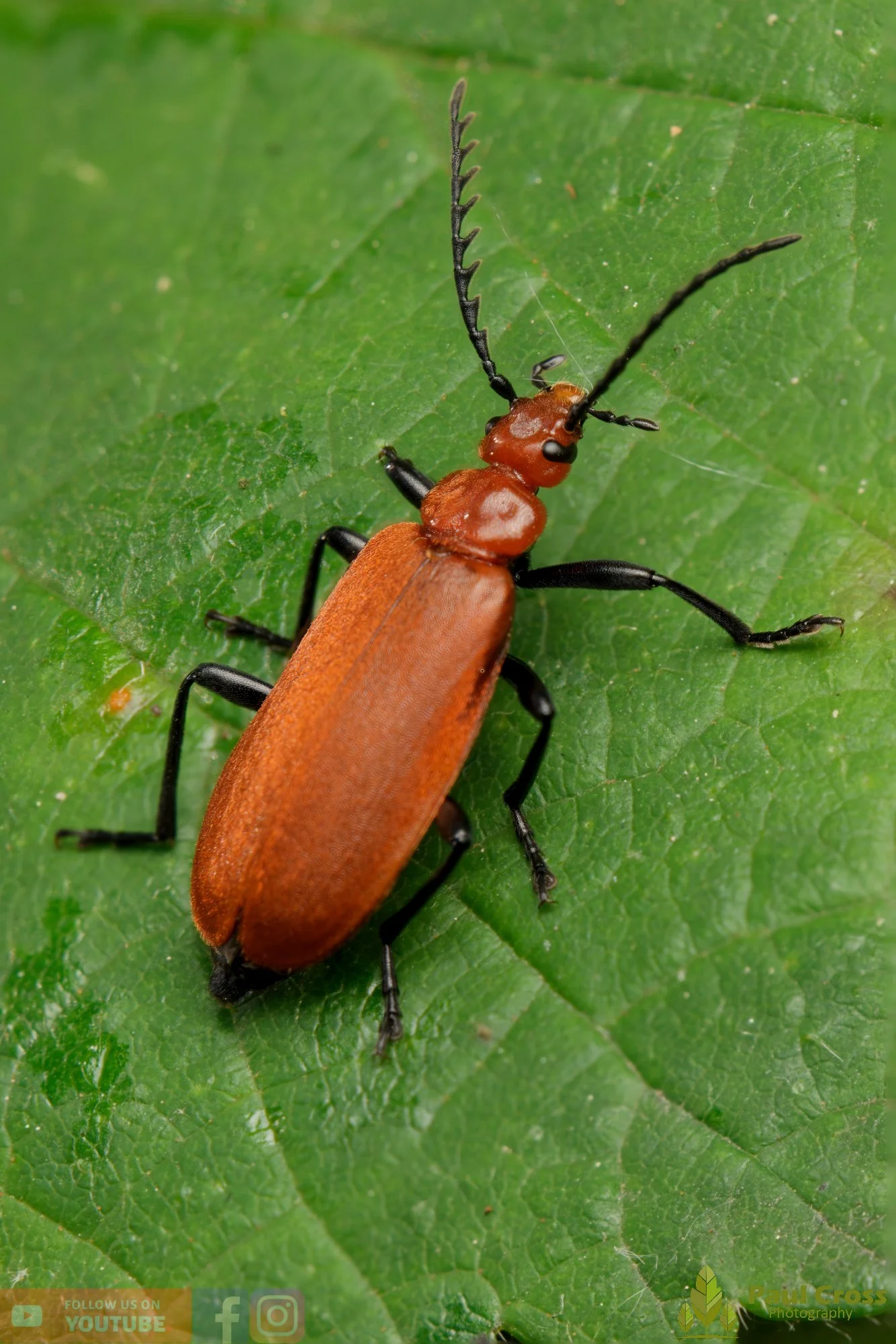 Cardinal Beetle-00029.jpg