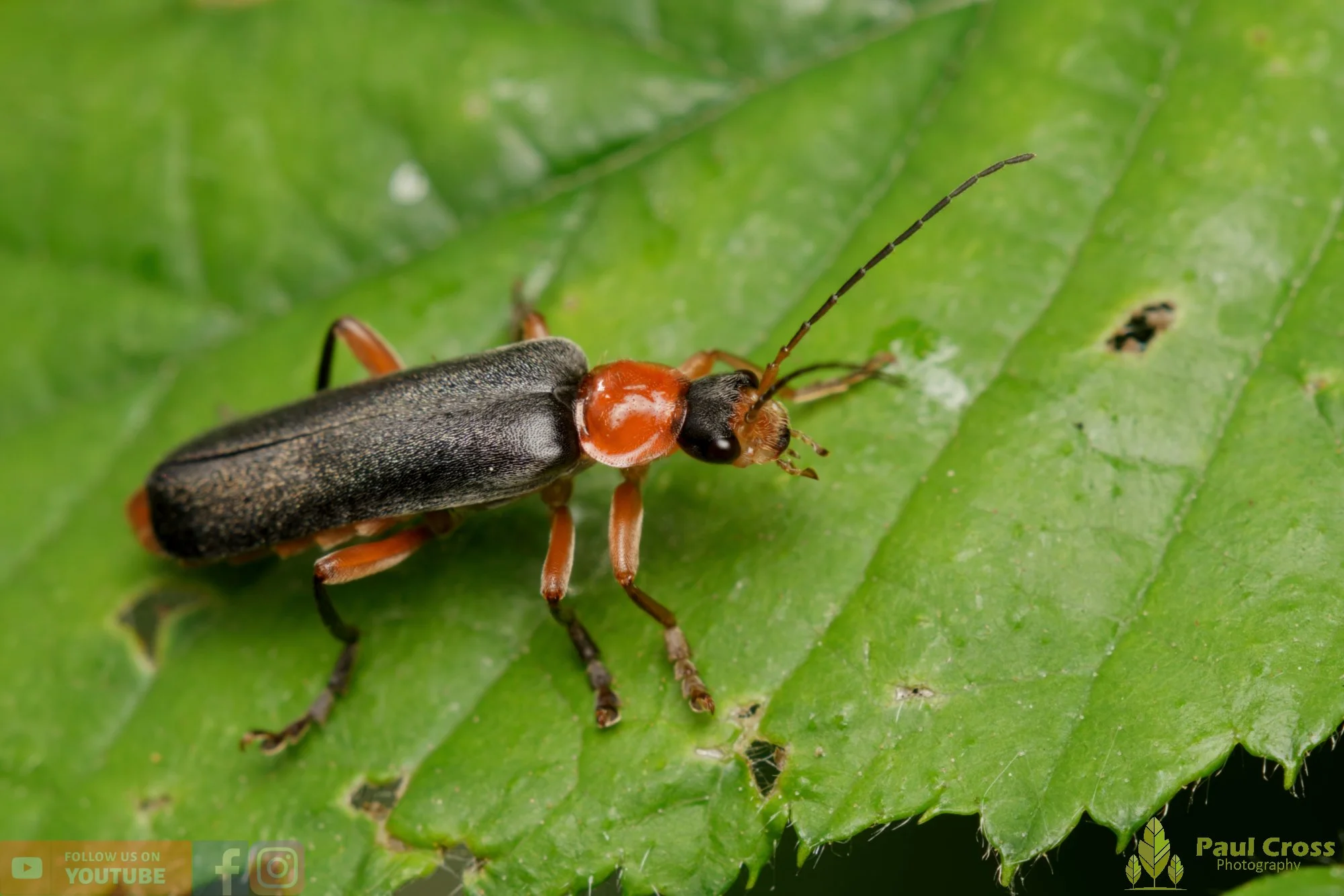 Cantharis Lateralis-00008.jpg