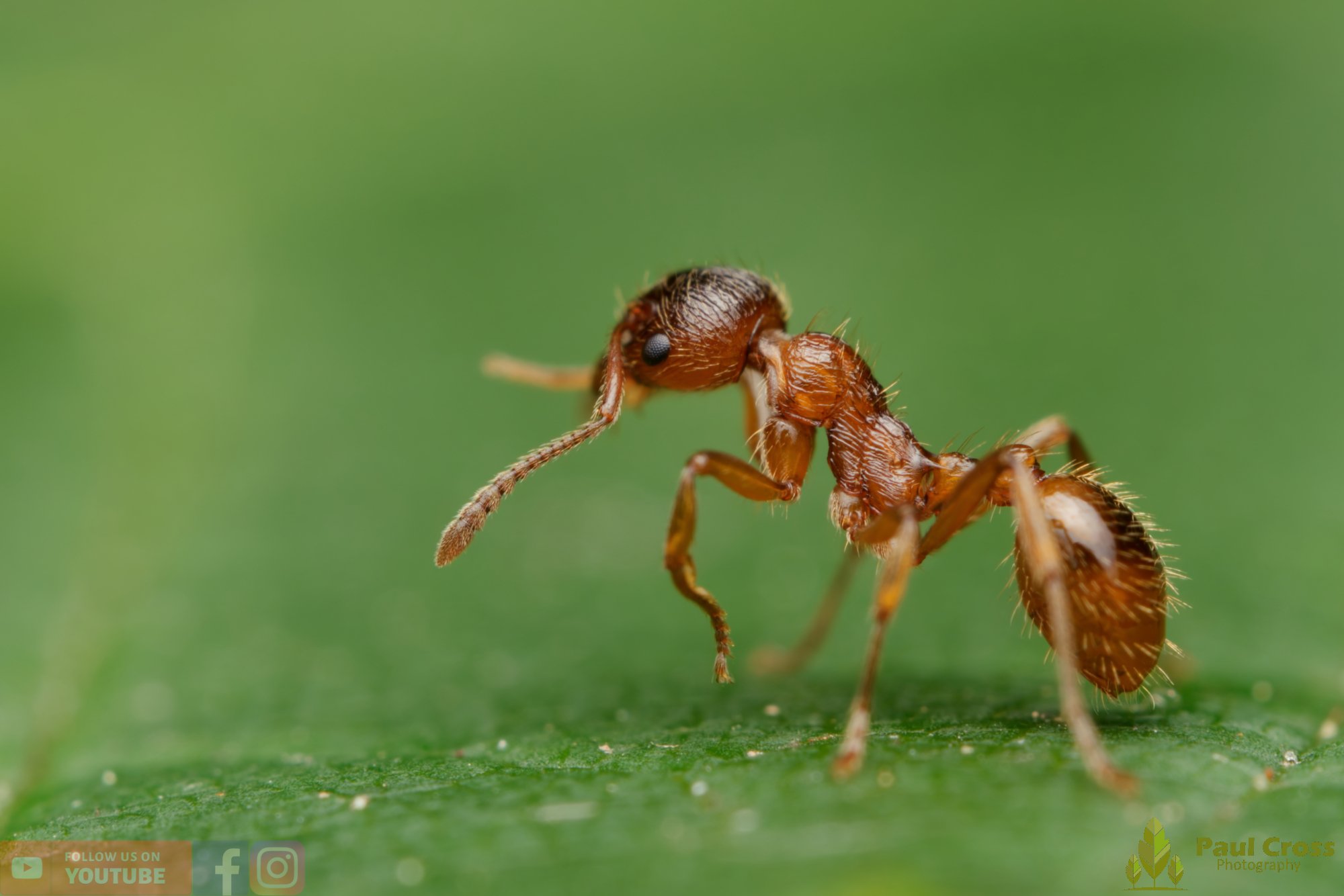 Common Red Ant-00046.jpg