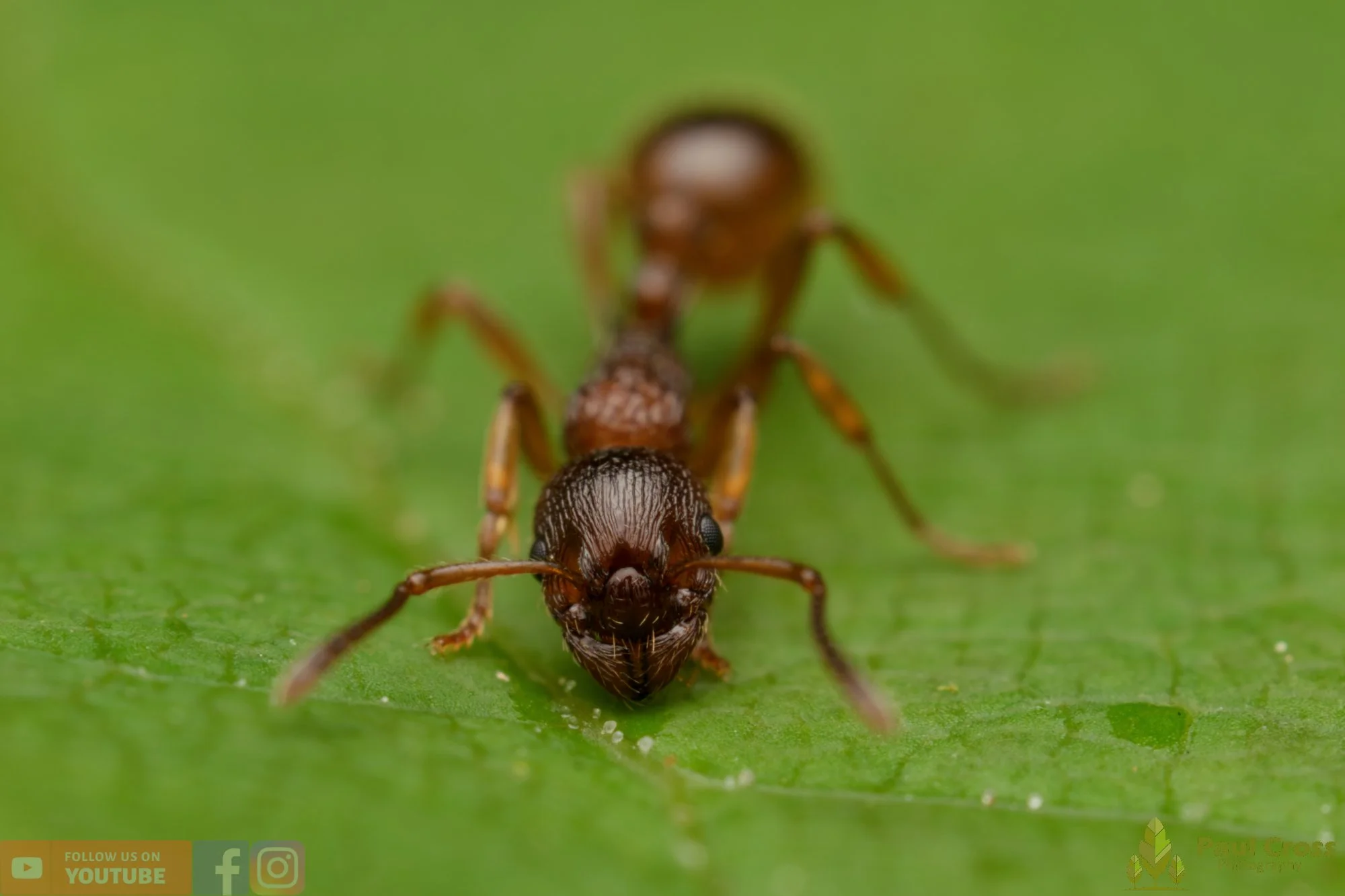 Common Red Ant-00047.jpg