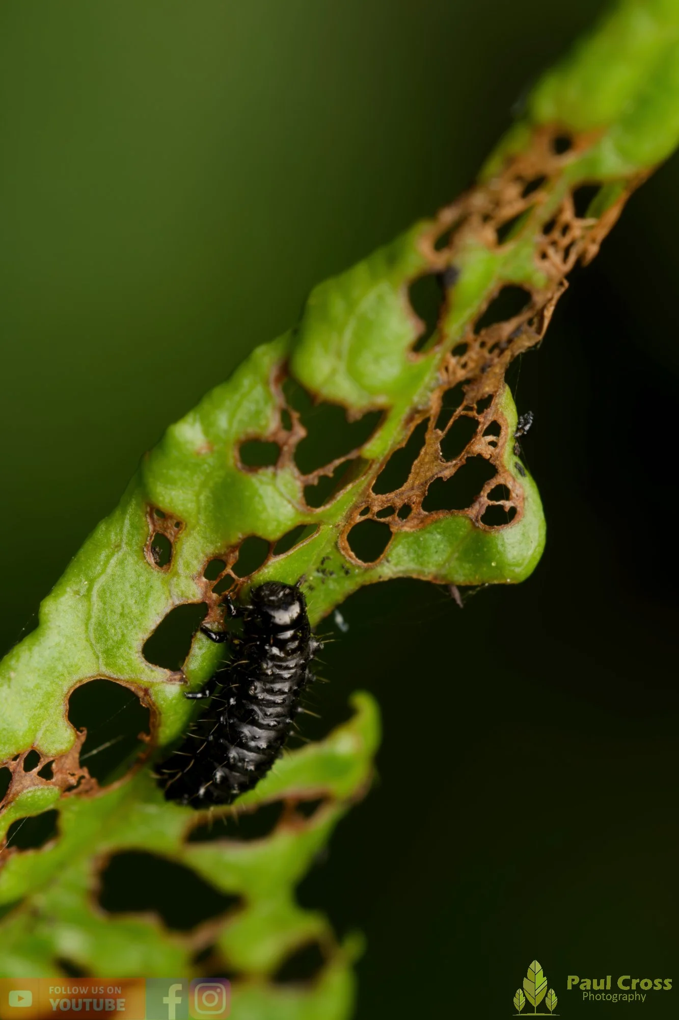 Green Dock Beetle-00014.jpg