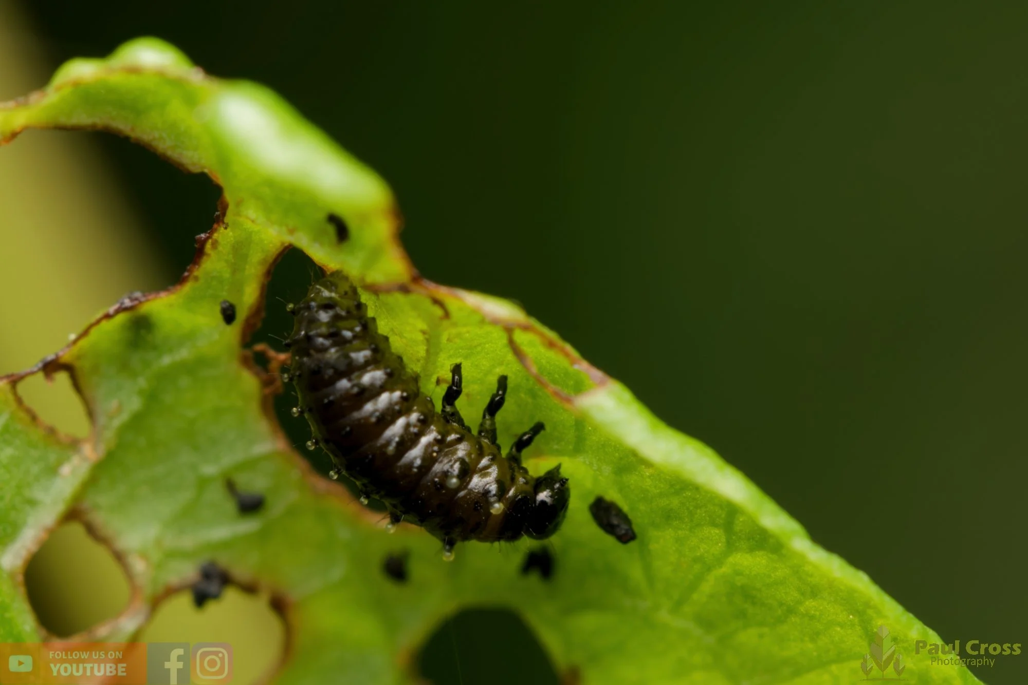 Green Dock Beetle-00015.jpg