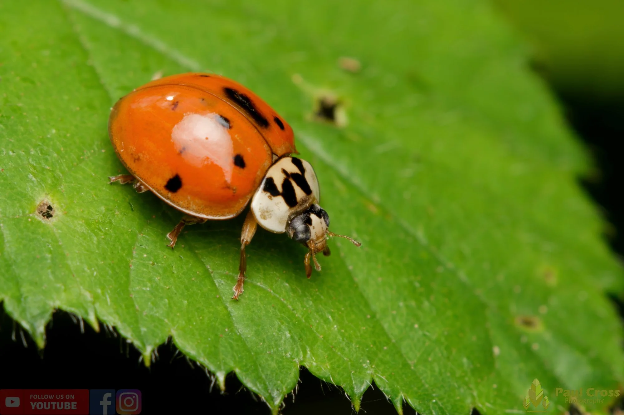 Harlequin Ladybird -00035.jpg