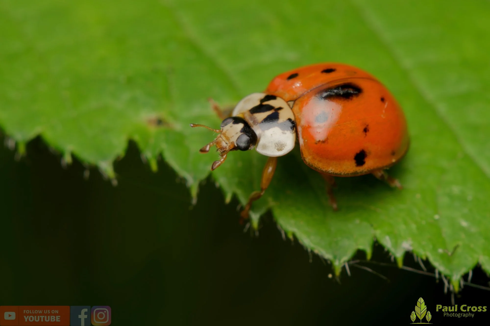 Harlequin Ladybird -00036.jpg