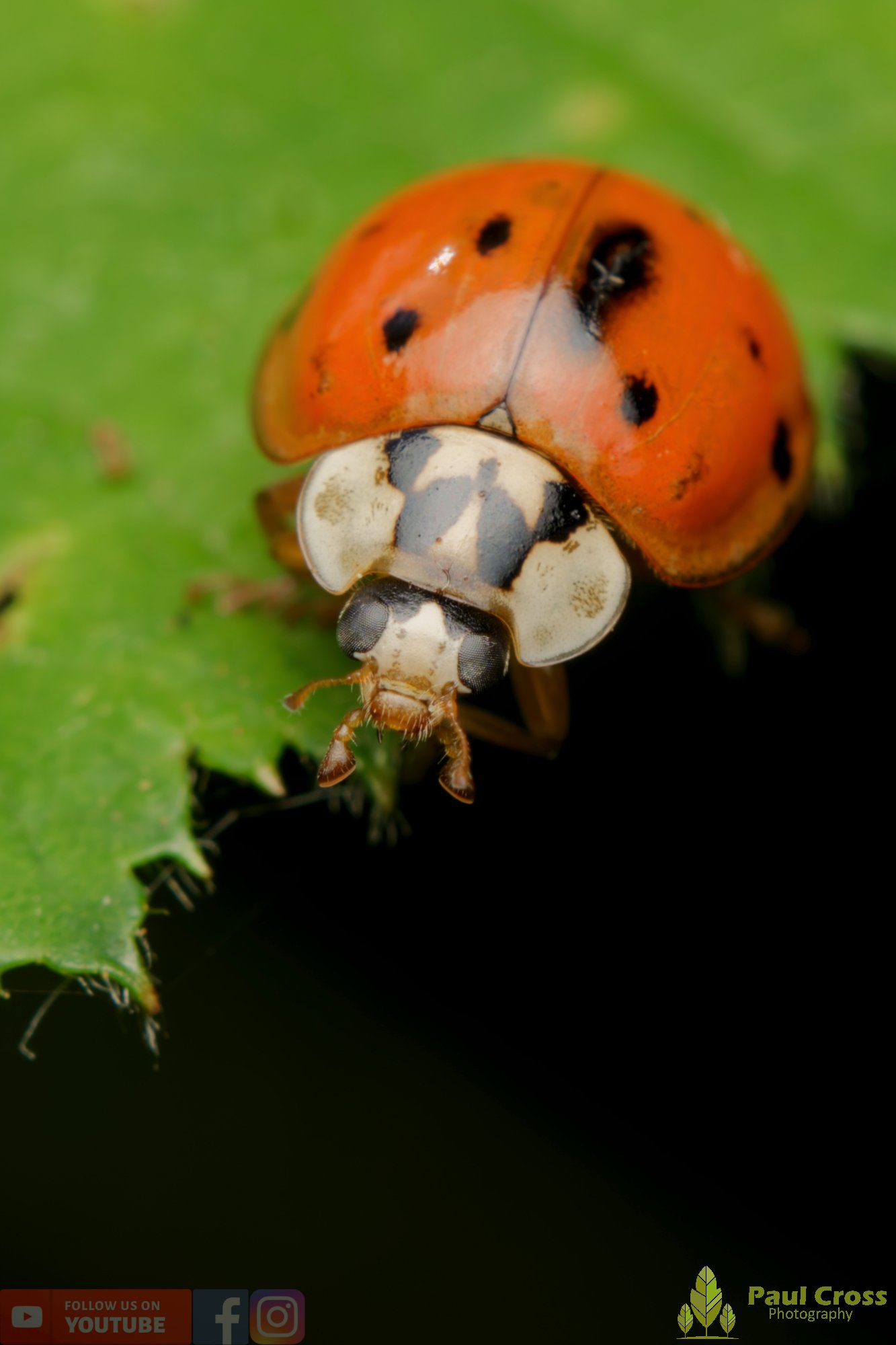 Harlequin Ladybird -00037.jpg