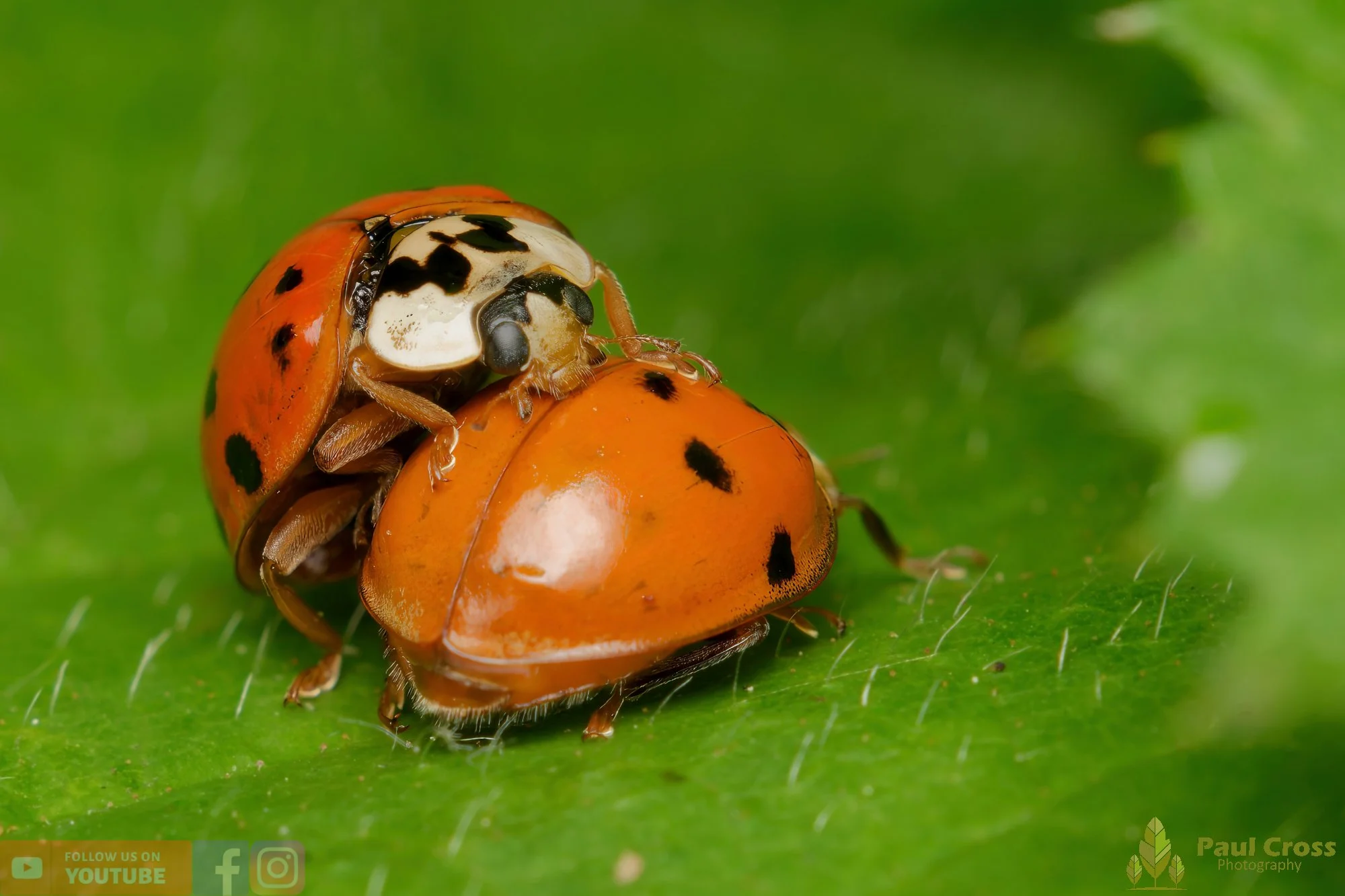 Harlequin Ladybird -00038.jpg