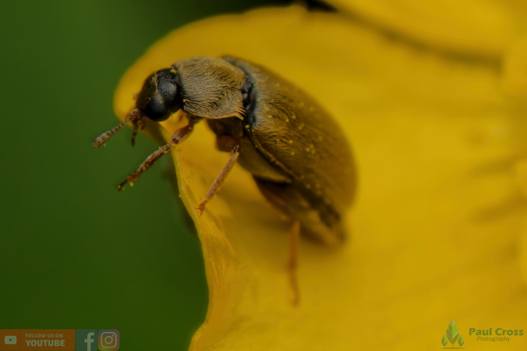Raspberry Beetle - Byturus Tomentosus-00001.jpg