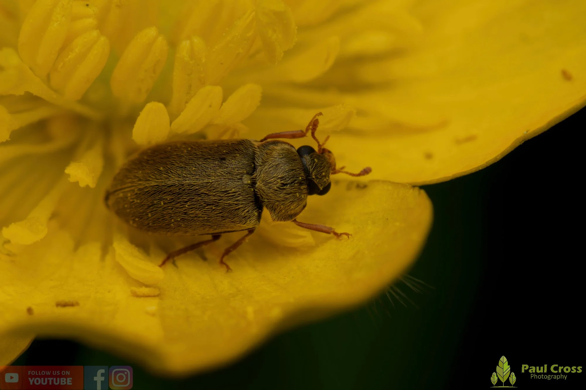 Raspberry Beetle - Byturus Tomentosus-00003.jpg
