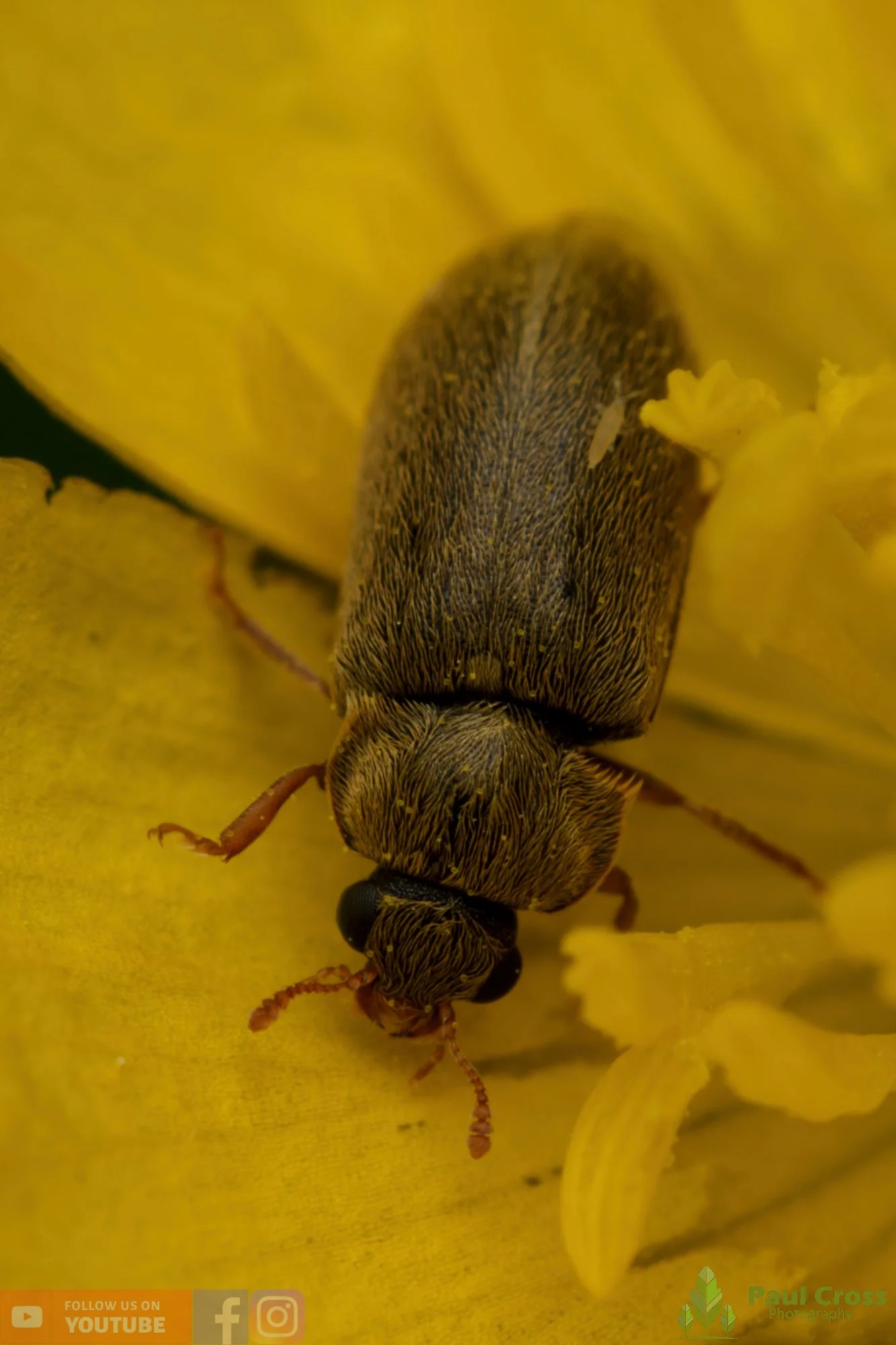 Raspberry Beetle - Byturus Tomentosus-00004.jpg