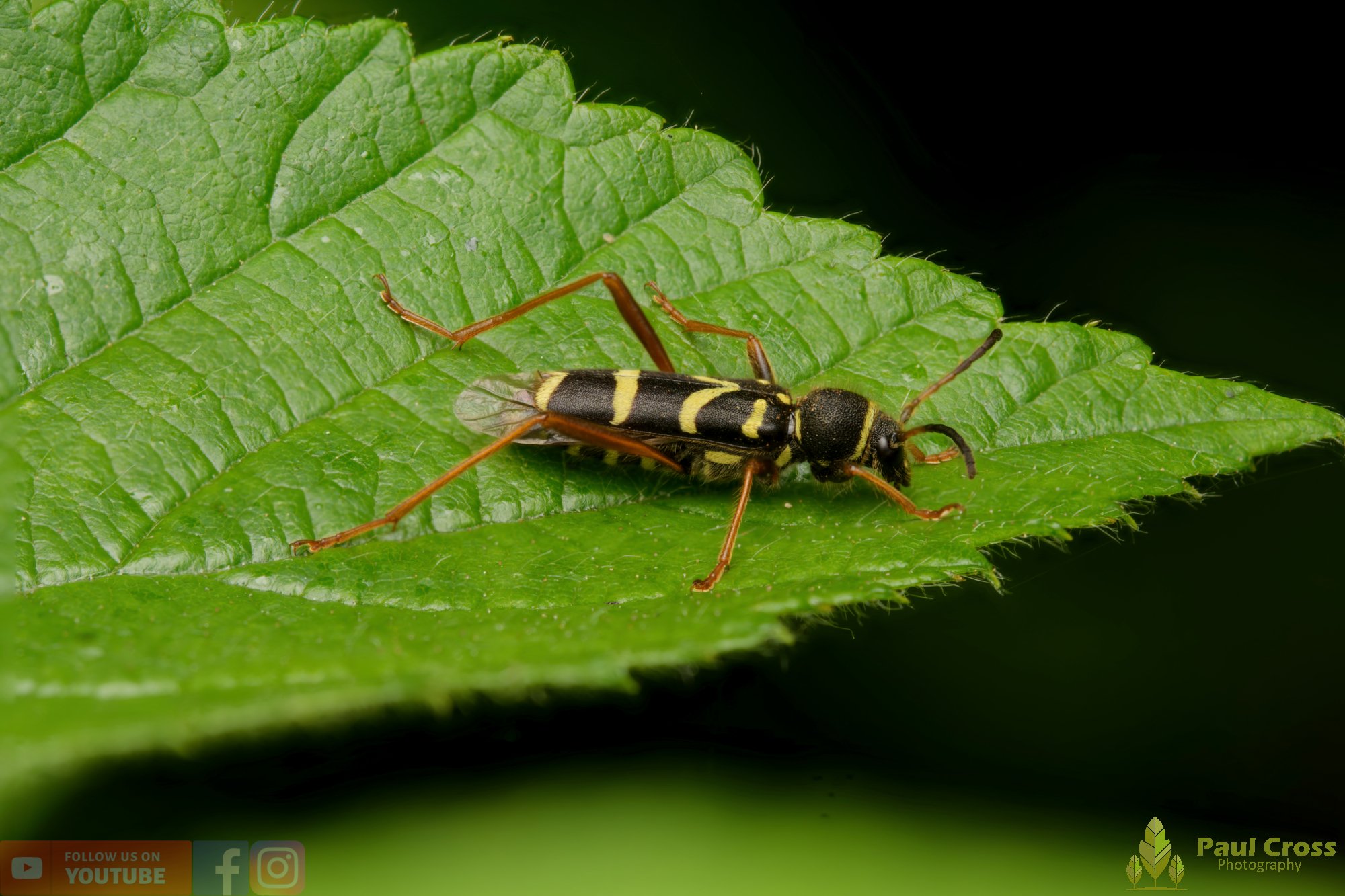 Wasp Beetle-00010.jpg