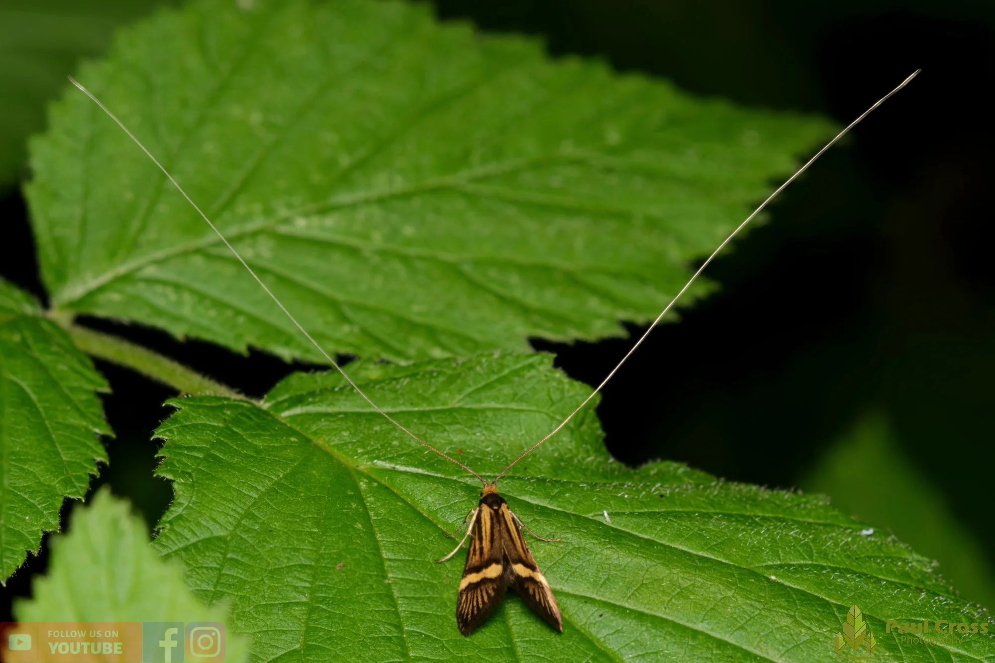 Yellow-Barred Long-Horn - Nemophora Degeerella-00007.jpg