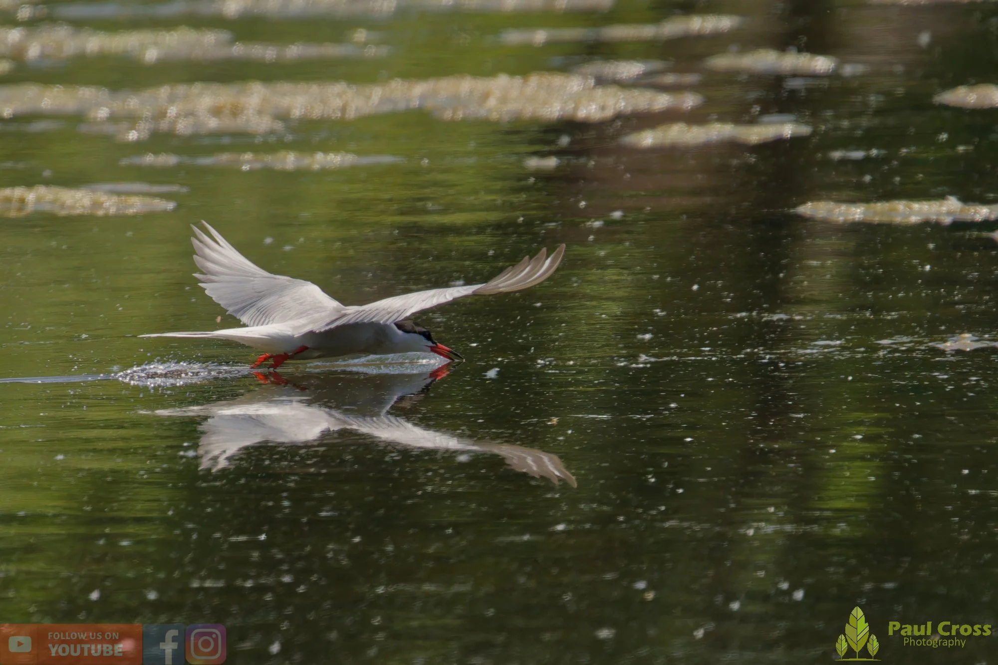 Common Tern-02022.jpg