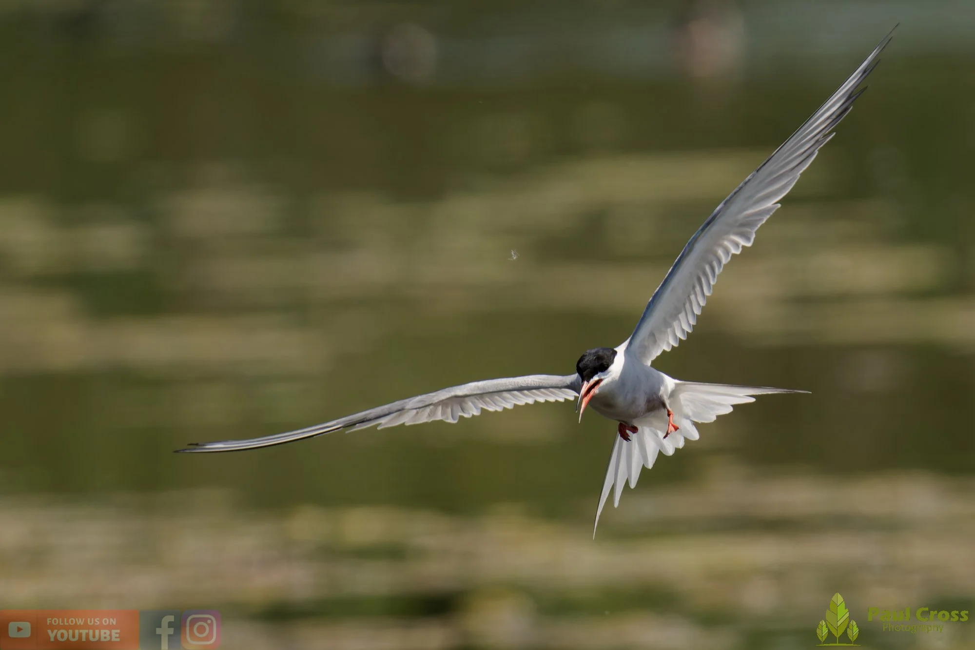 Common Tern-02024.jpg