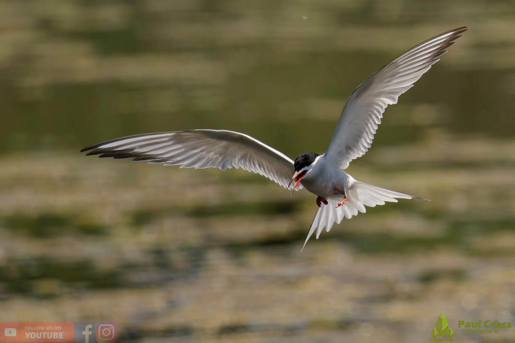 Common Tern-02025.jpg