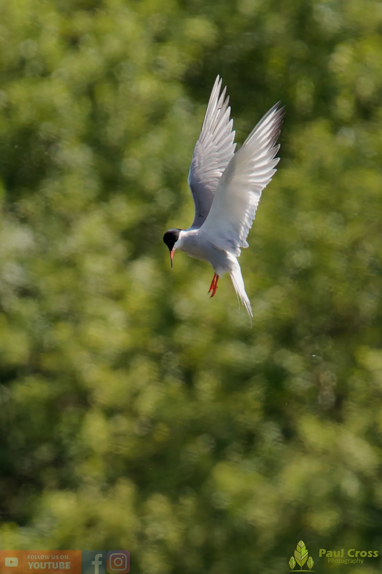 Common Tern-02026.jpg