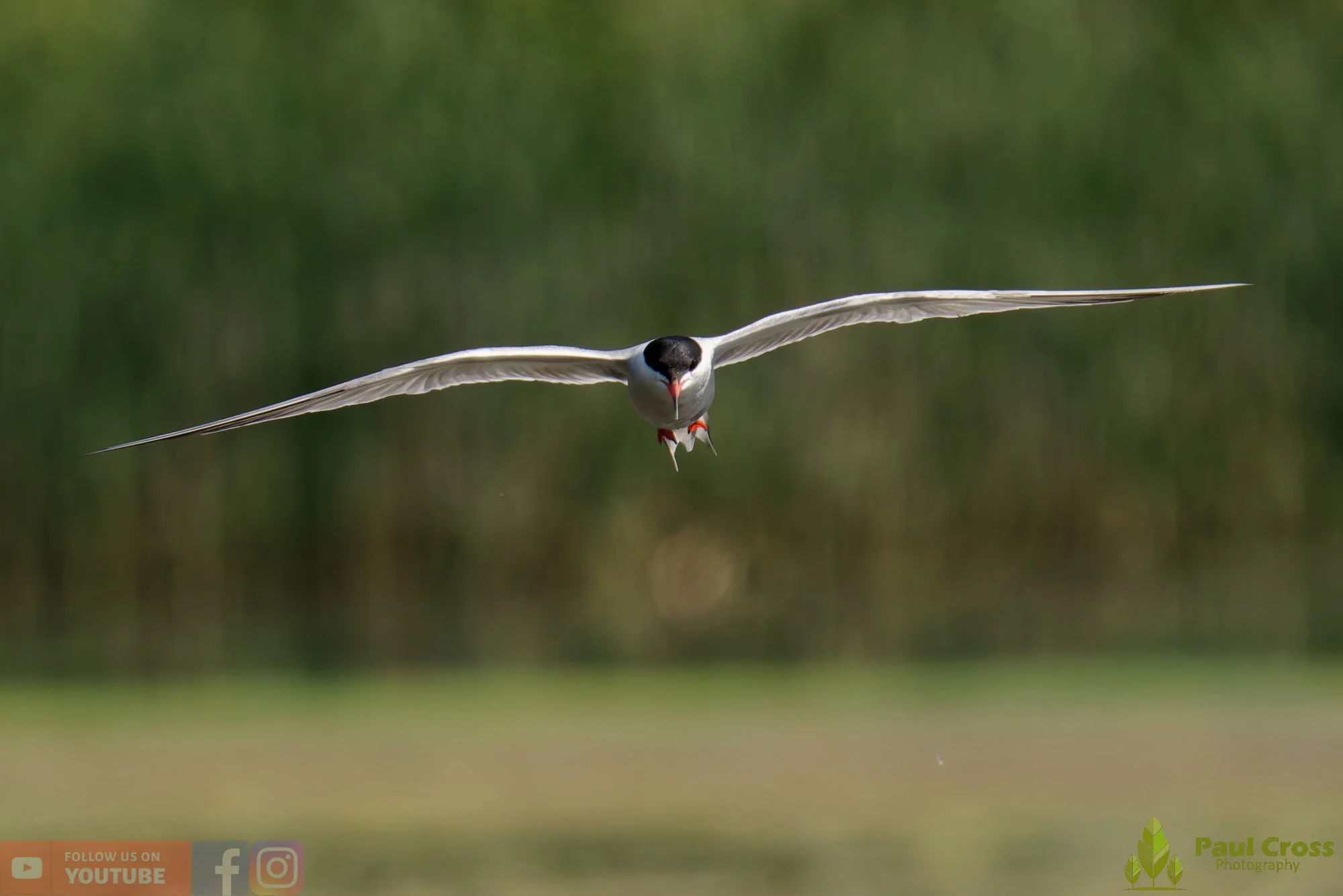 Common Tern-02027.jpg