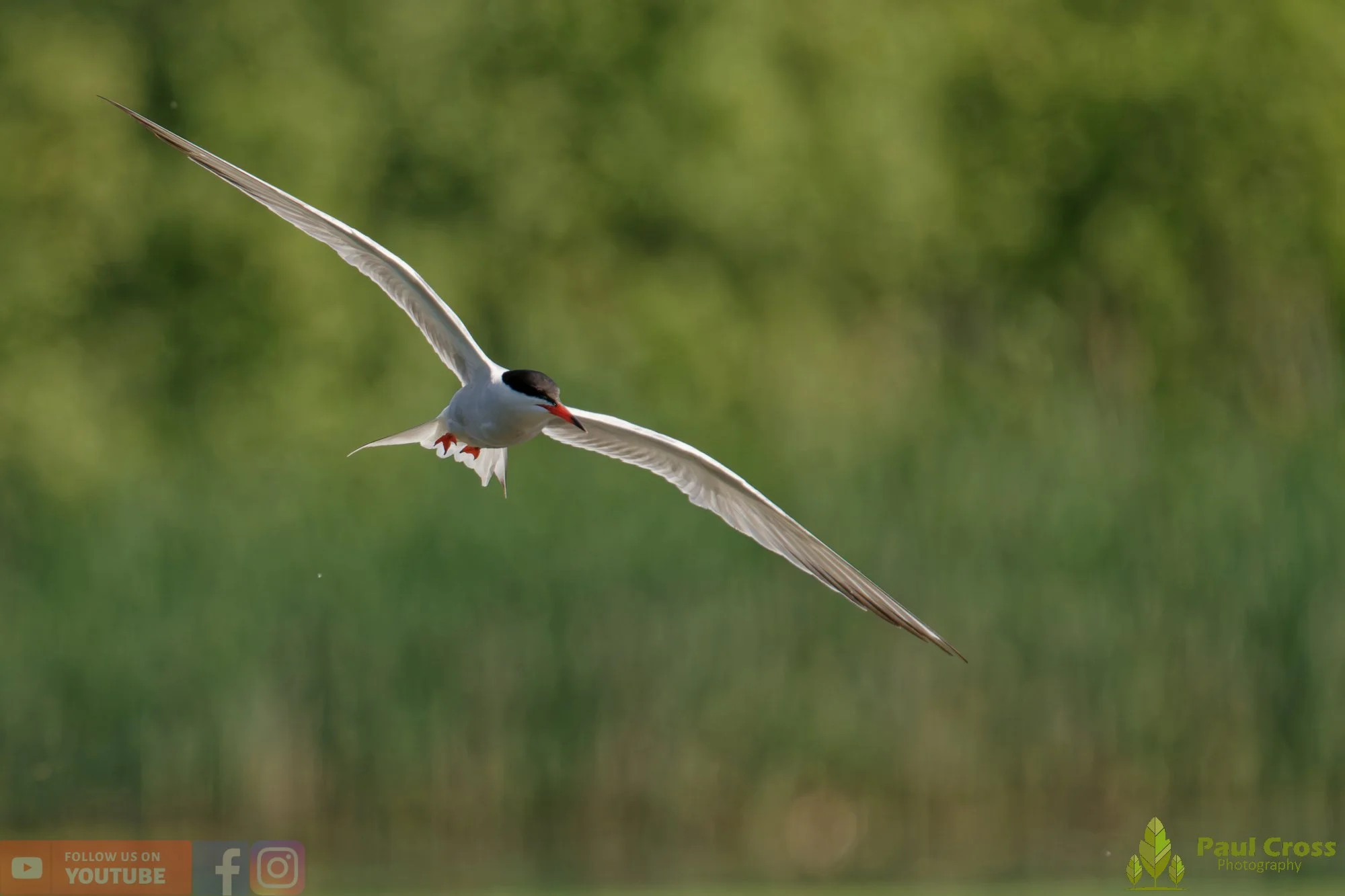 Common Tern-02028.jpg