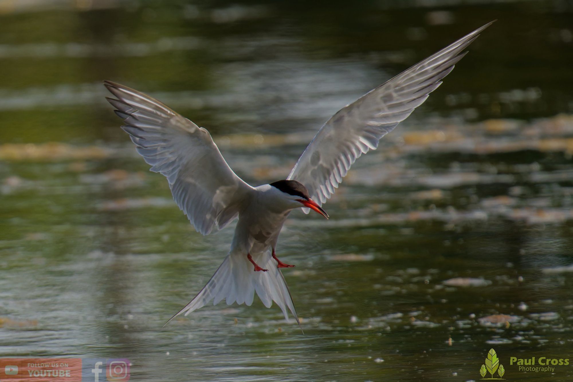 Common Tern-02029.jpg