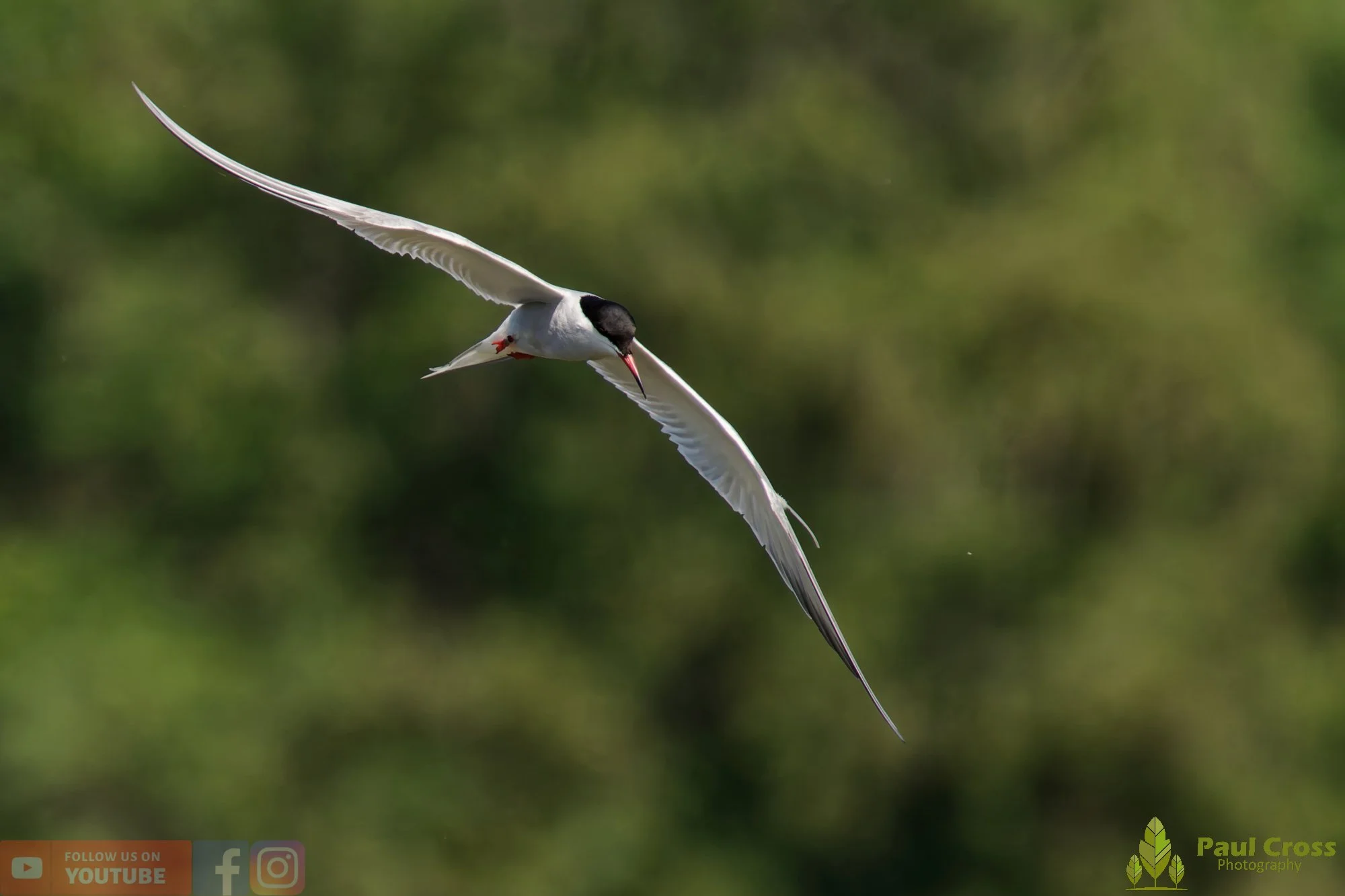 Common Tern-02030.jpg