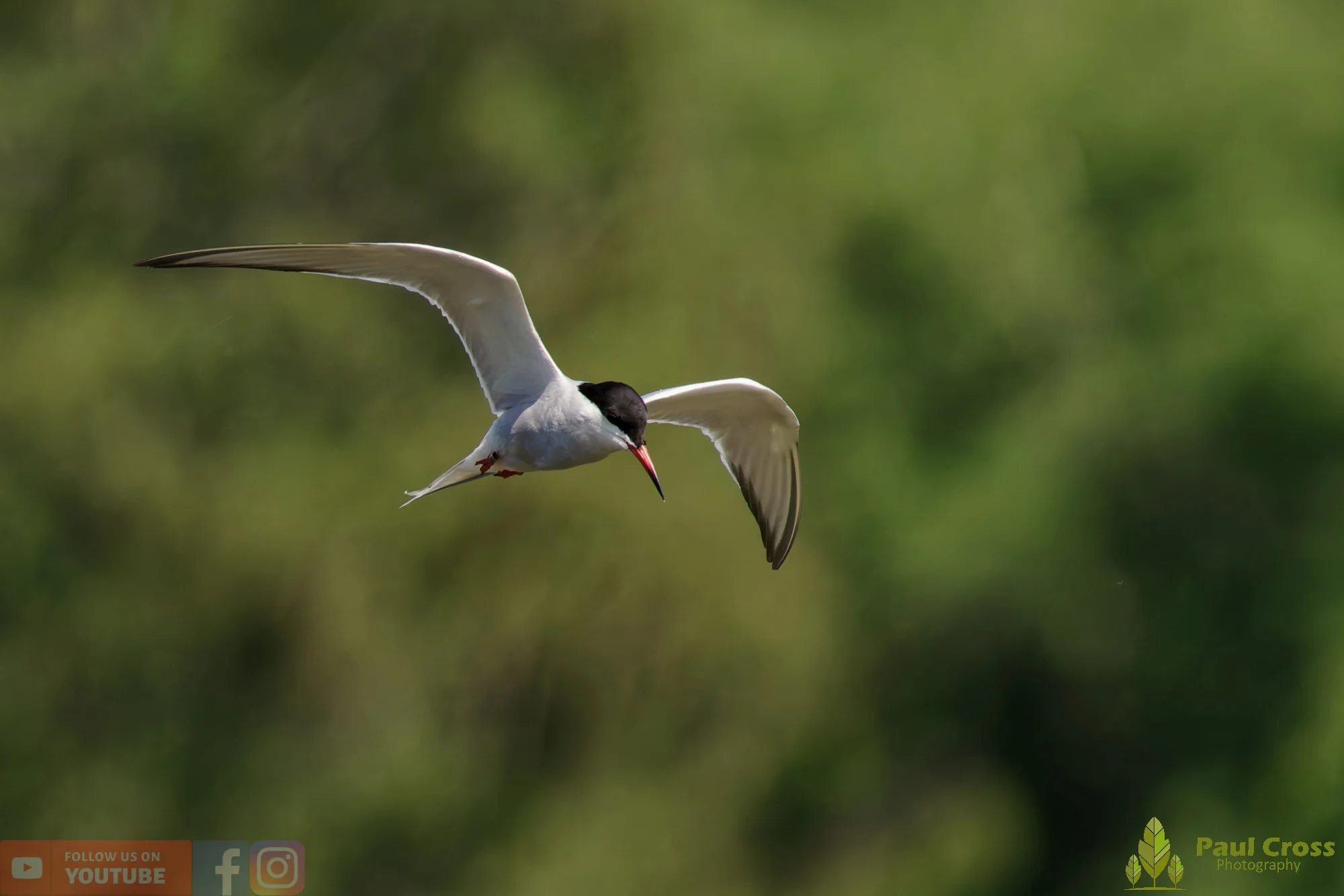 Common Tern-02031.jpg