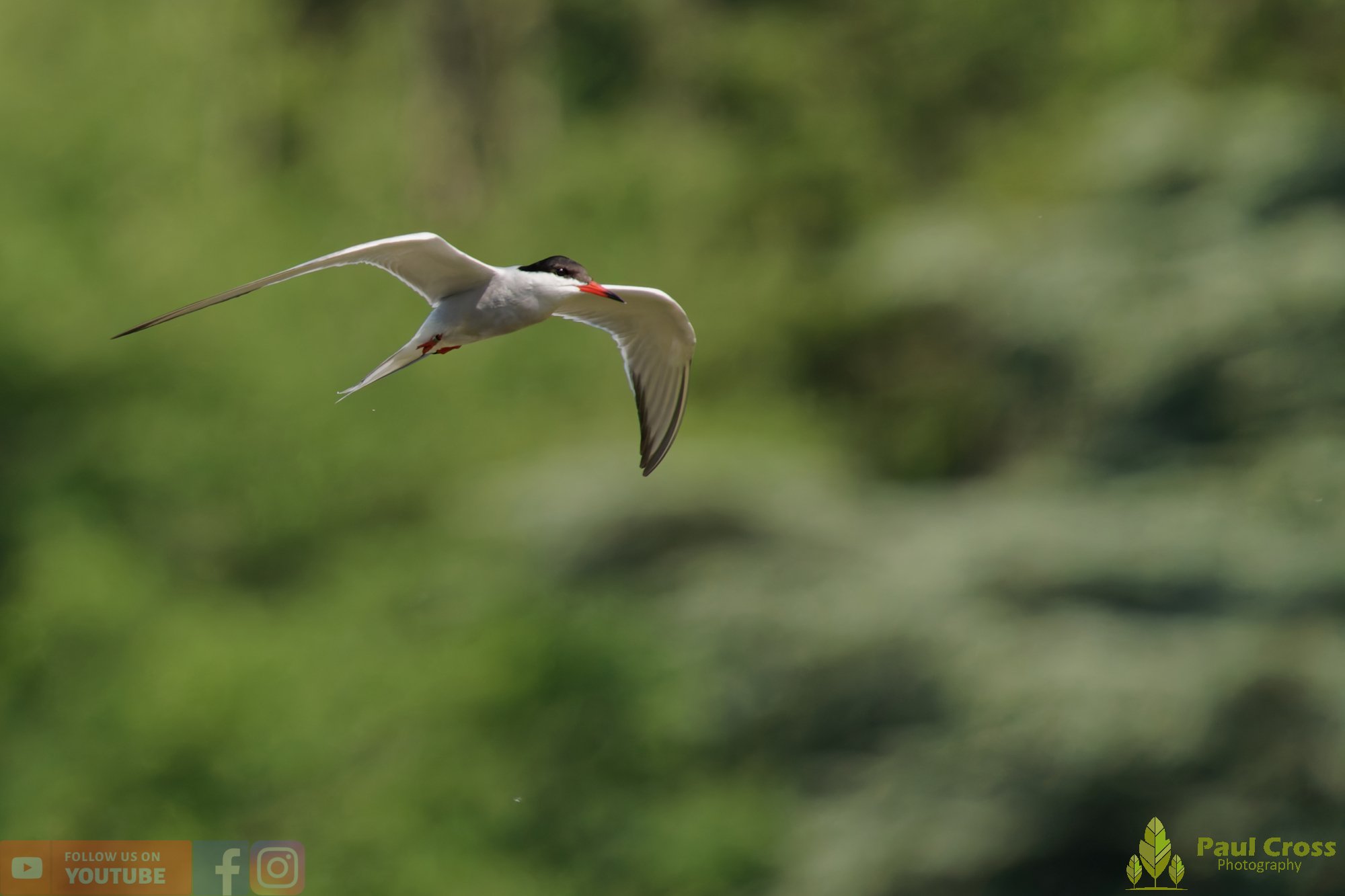 Common Tern-02032.jpg