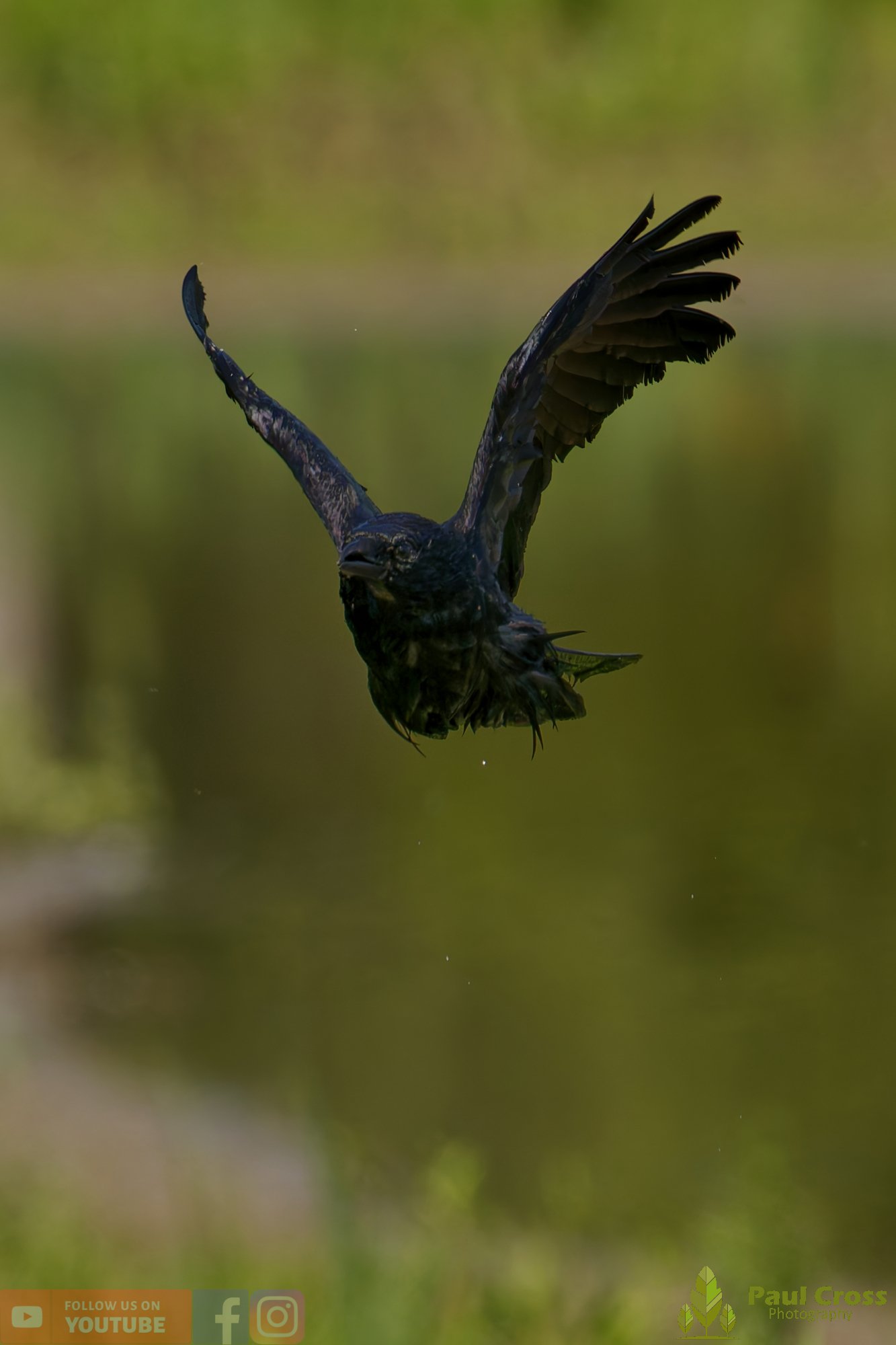 Carrion Crow-00141.jpg