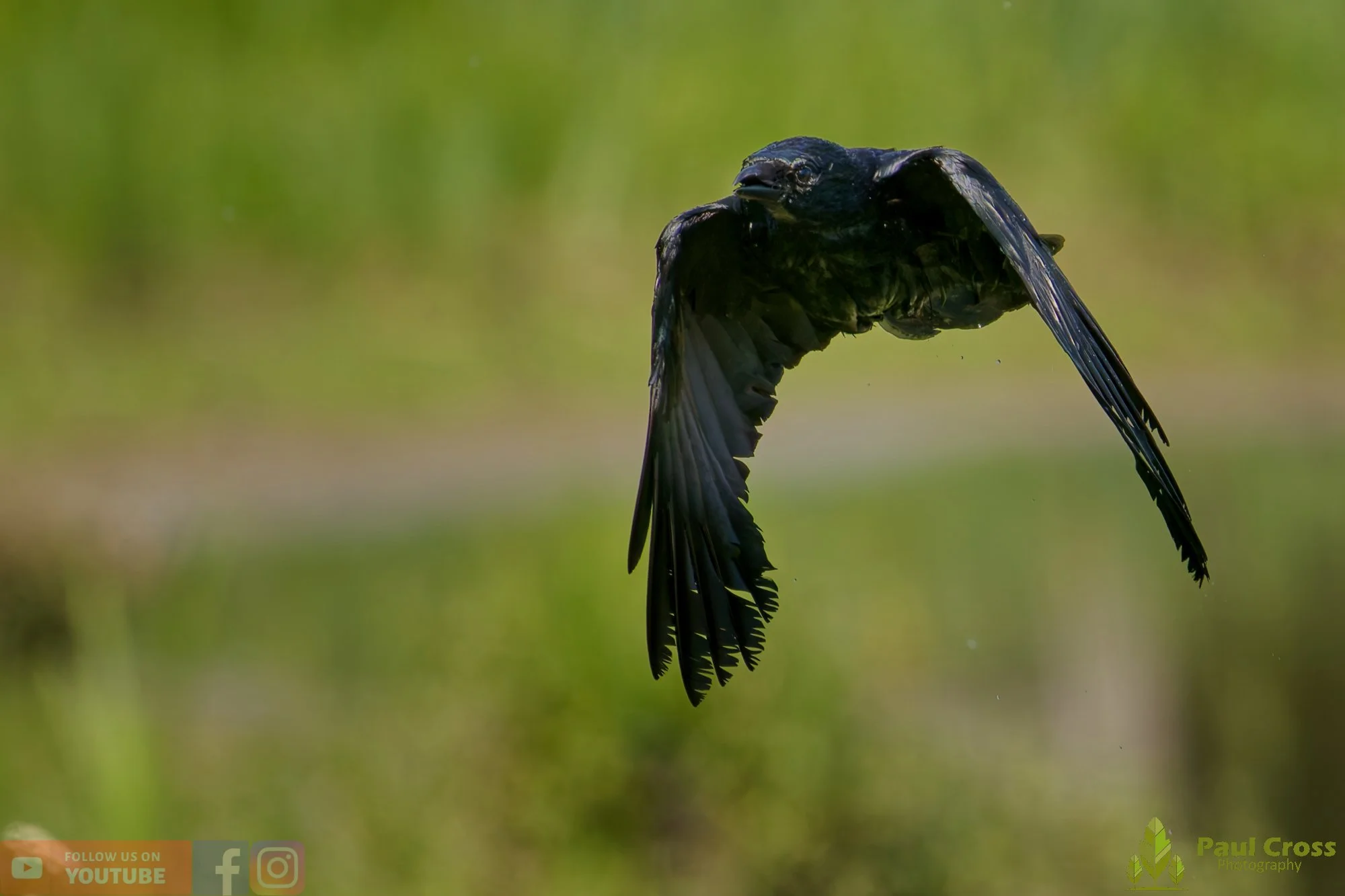 Carrion Crow-00142.jpg
