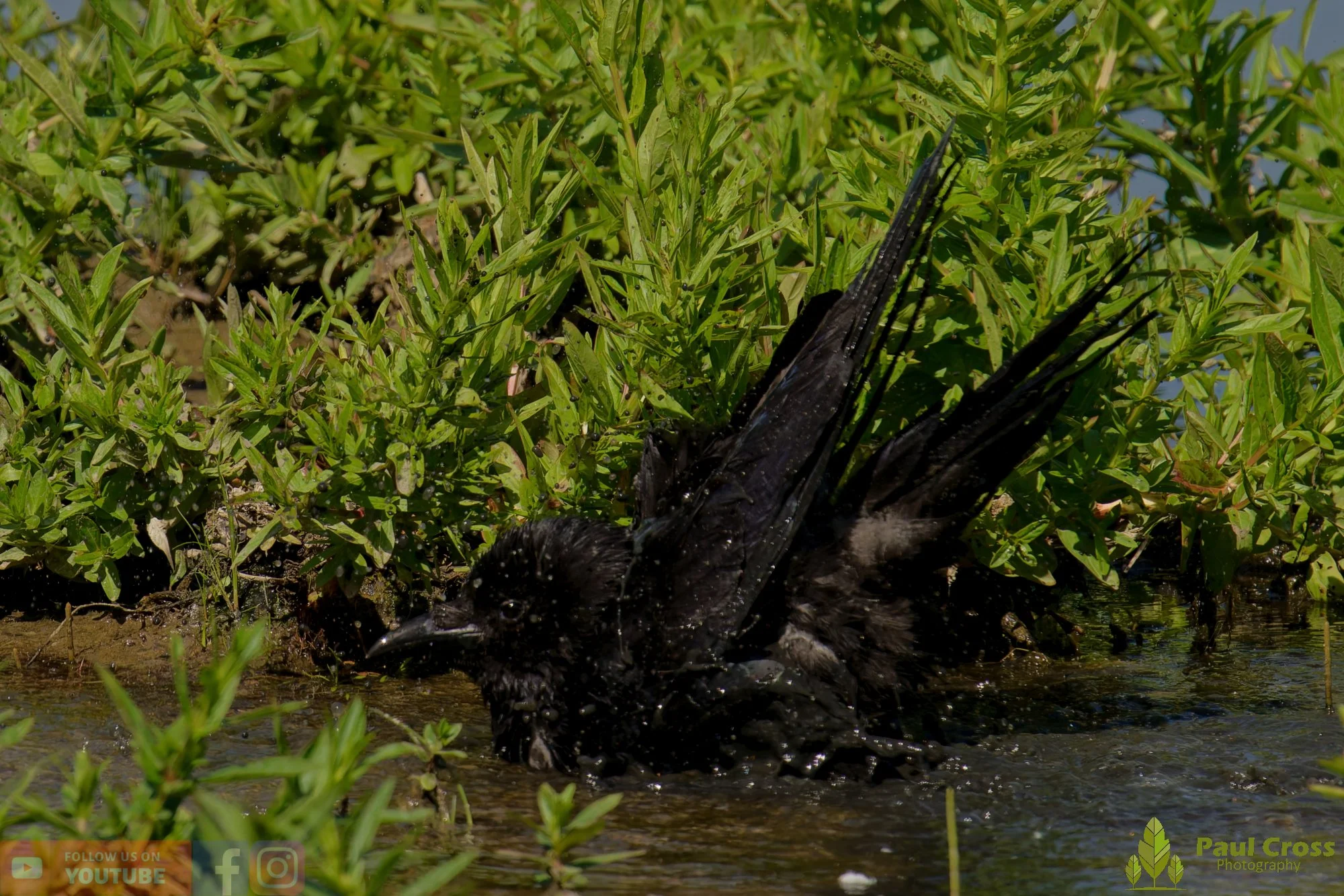 Carrion Crow-00143.jpg