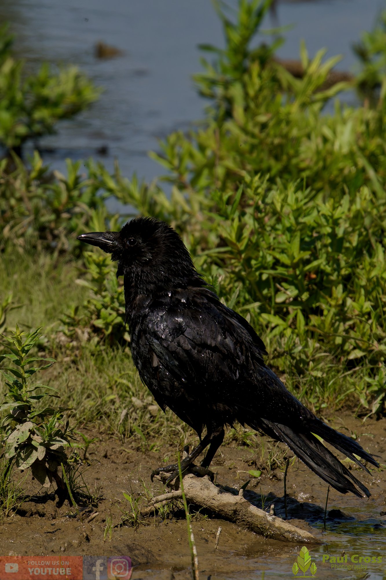Carrion Crow-00144.jpg