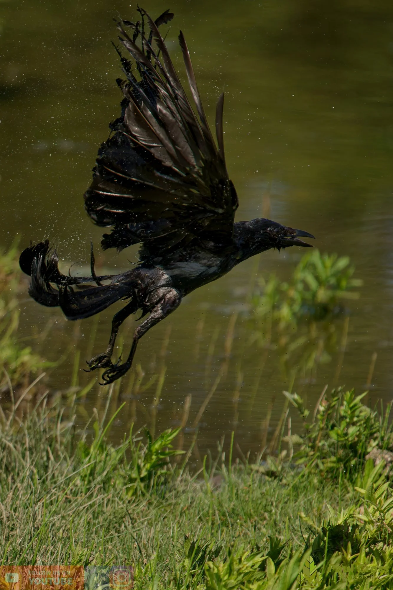 Carrion Crow-00145.jpg